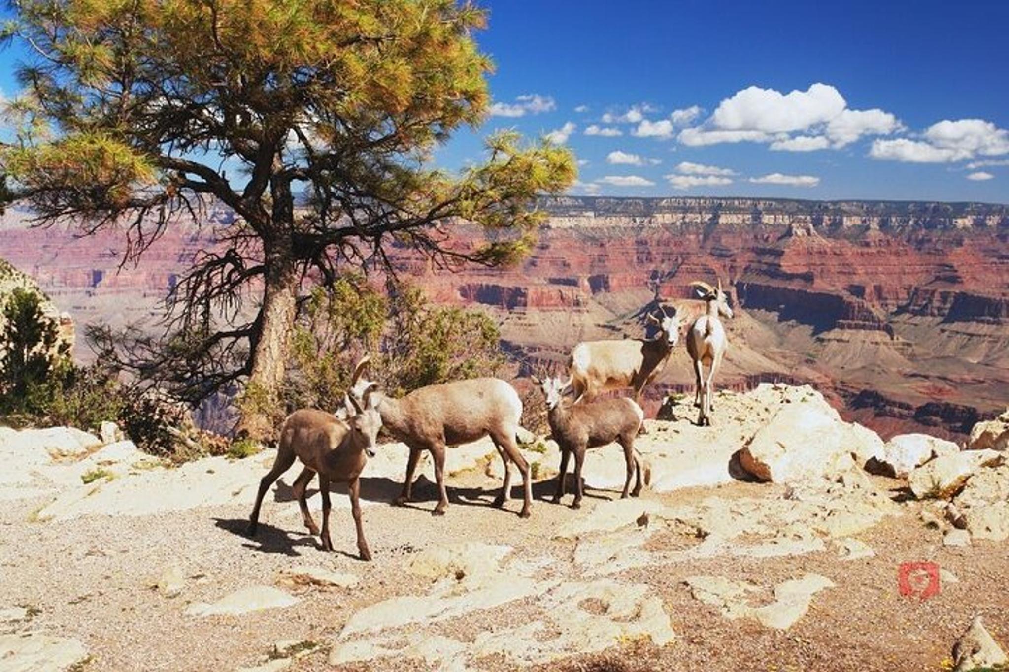 Grand Canyon South Rim Audio Driving Tour