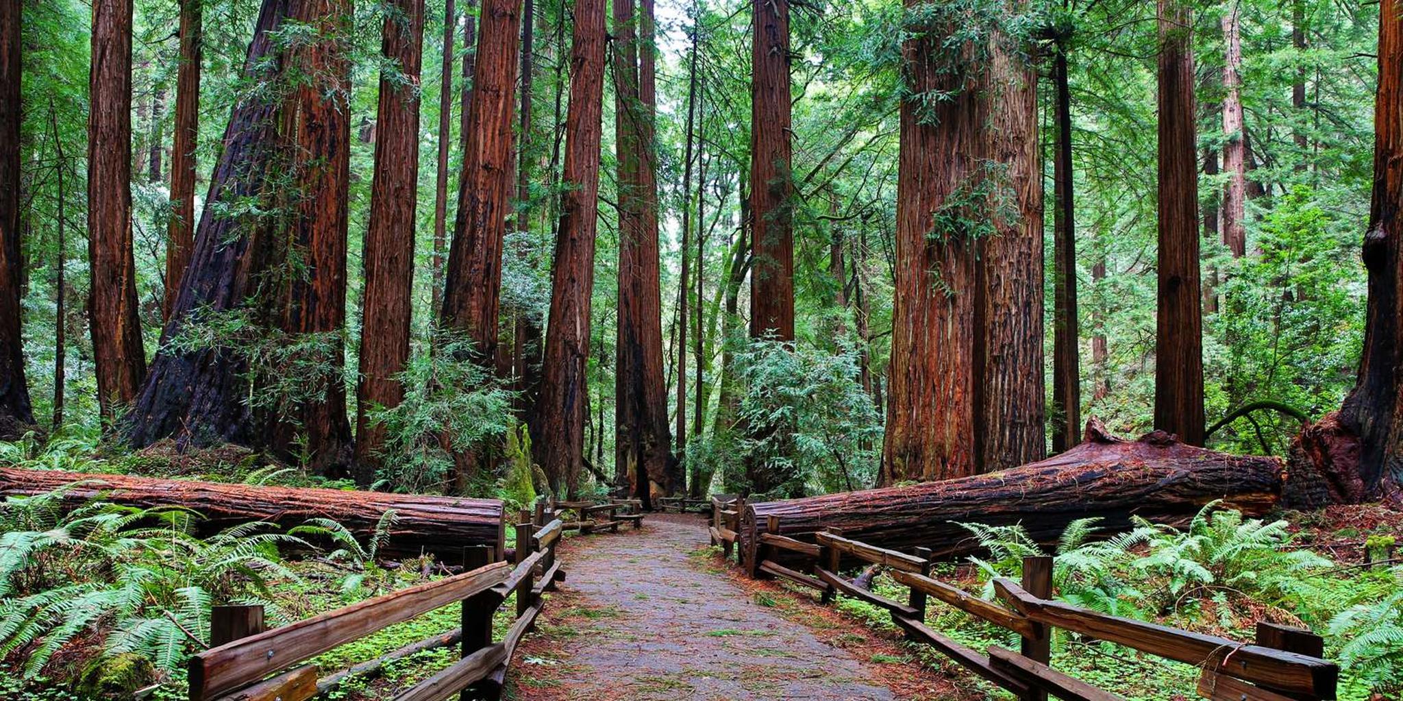 San Francisco Muir Woods and Golden Gate Private Tour - Image 6