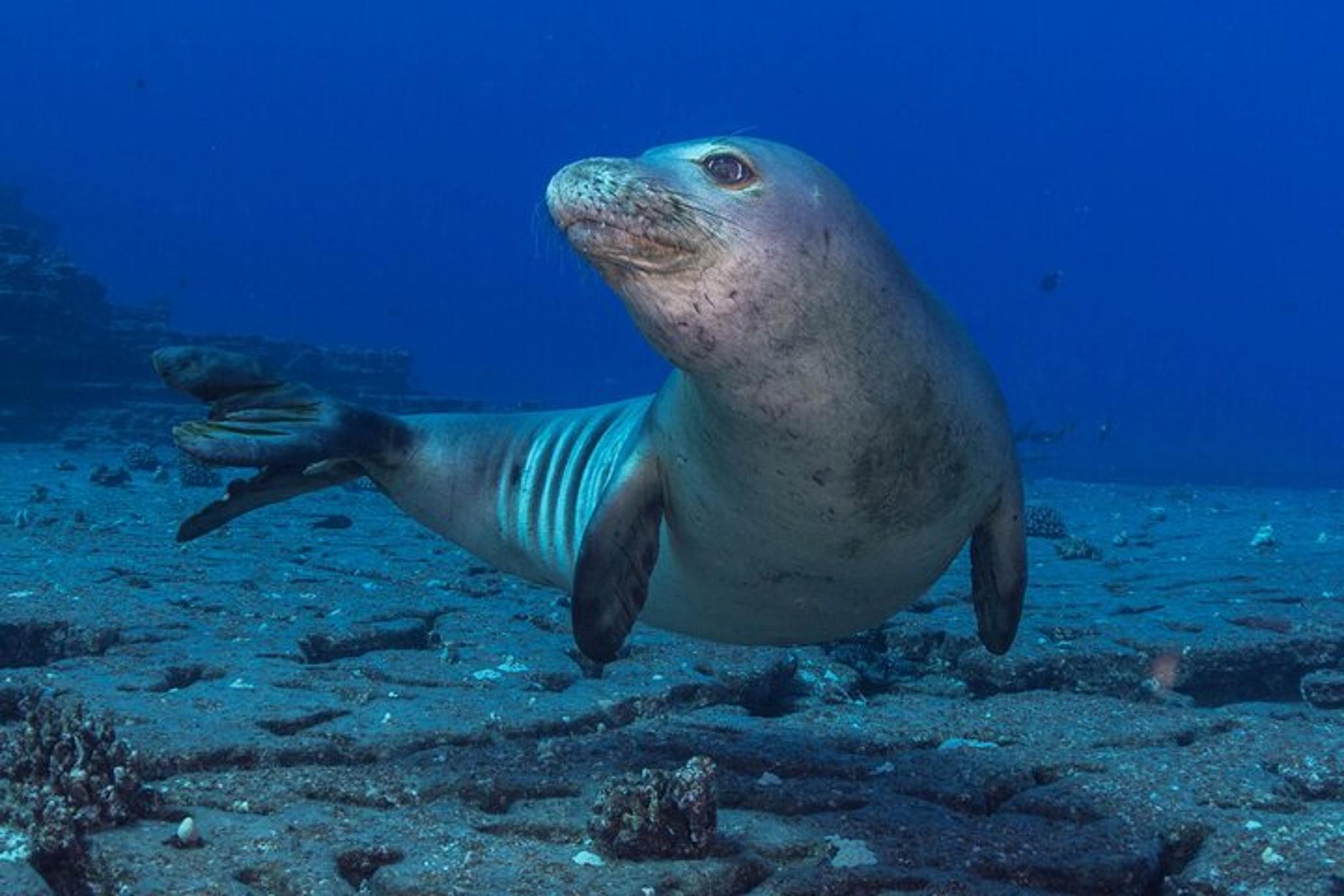 Kauai Scuba Charter for Experienced Divers