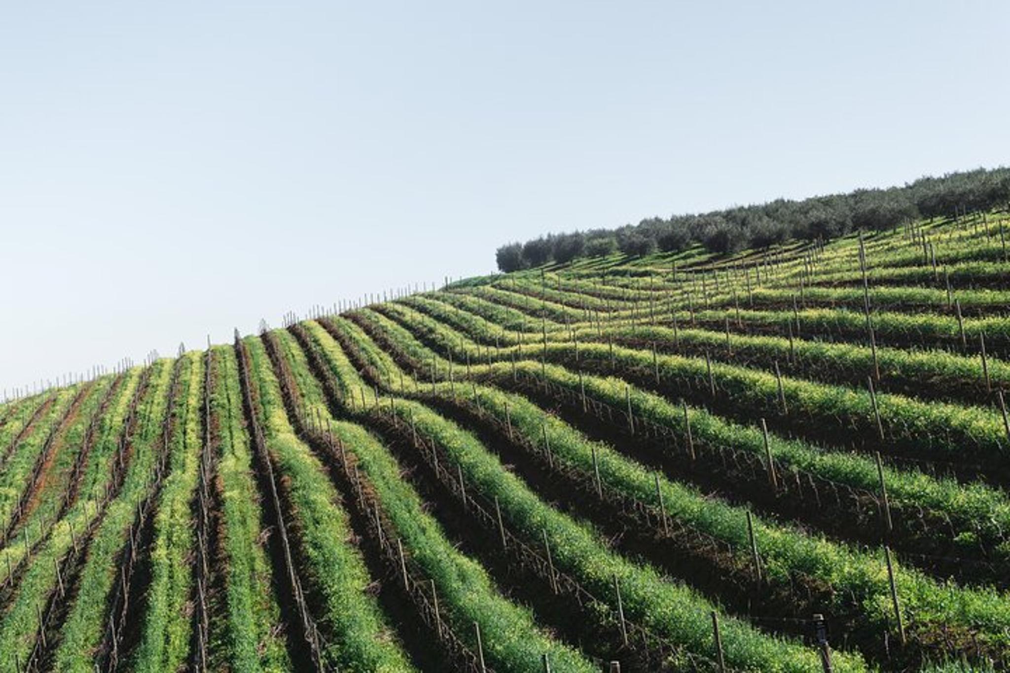 Napa Valley Wine Tour - Image 4