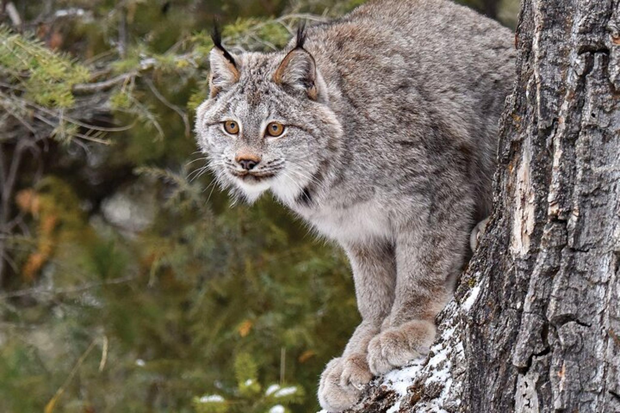 Seattle Woodland Park Zoo Admission - Image 4