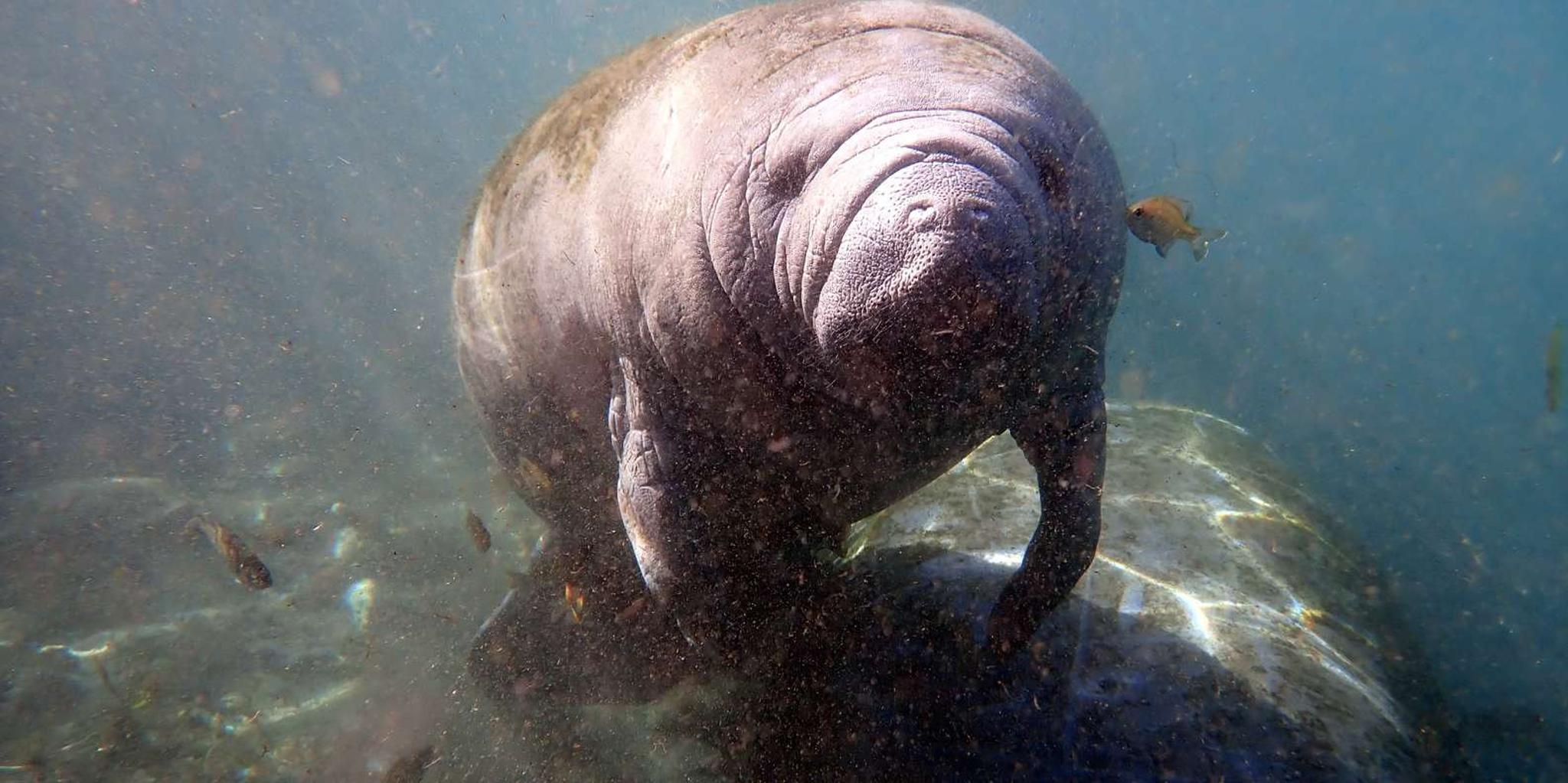 Crystal River Manatee Snorkel Tour with Photographer - Image 5