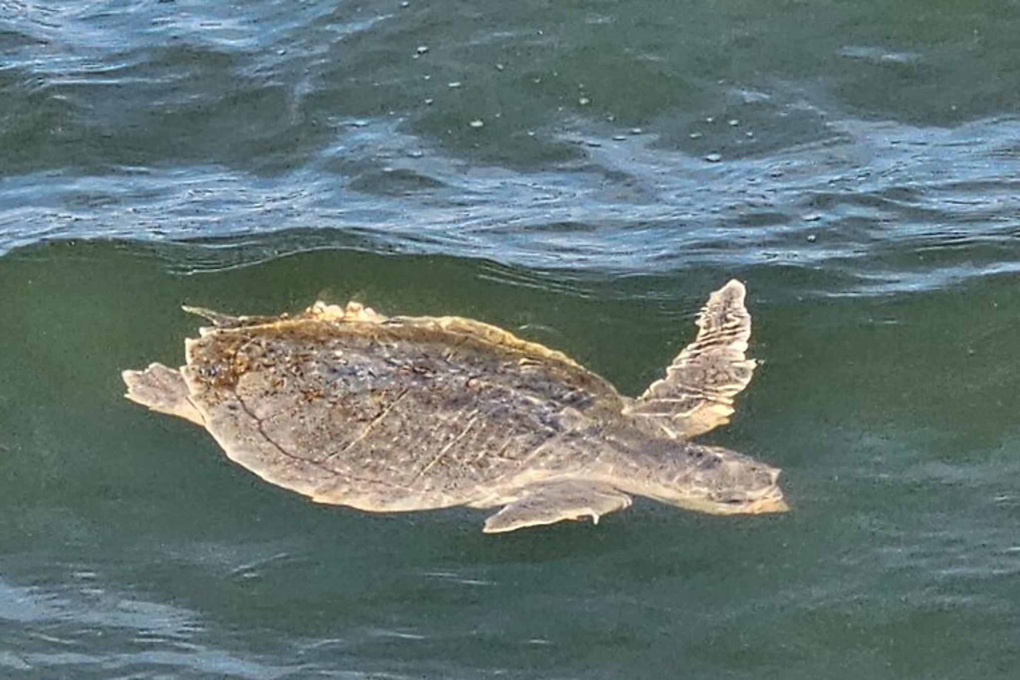 Hilton Head Dolphin and Nature Tour 1 hr - Image 6