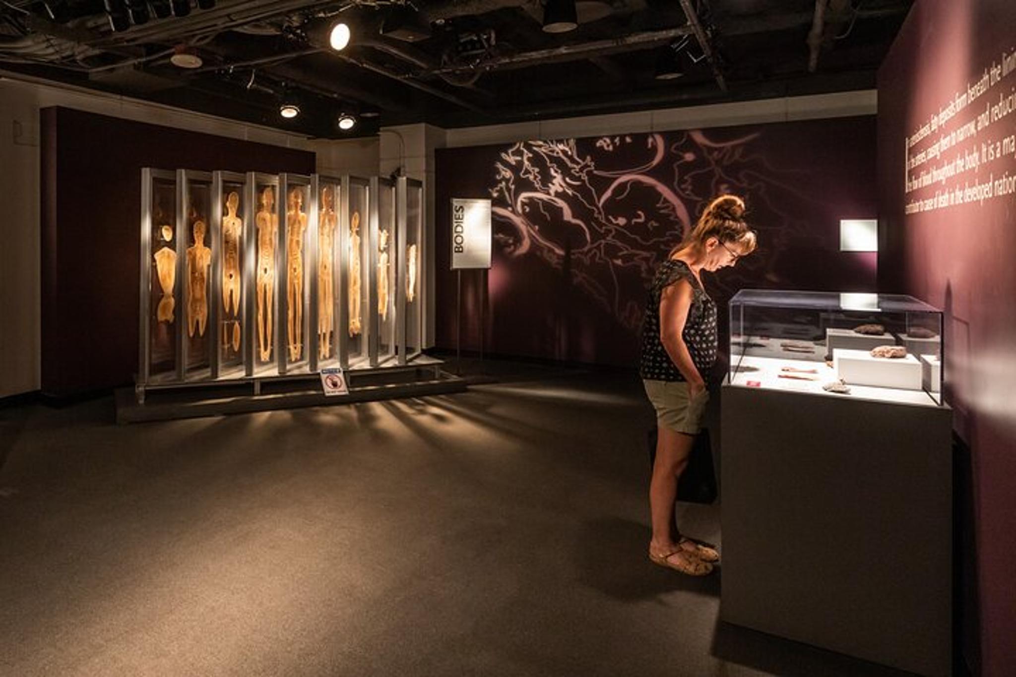 Las Vegas Bodies The Exhibition - Image 6