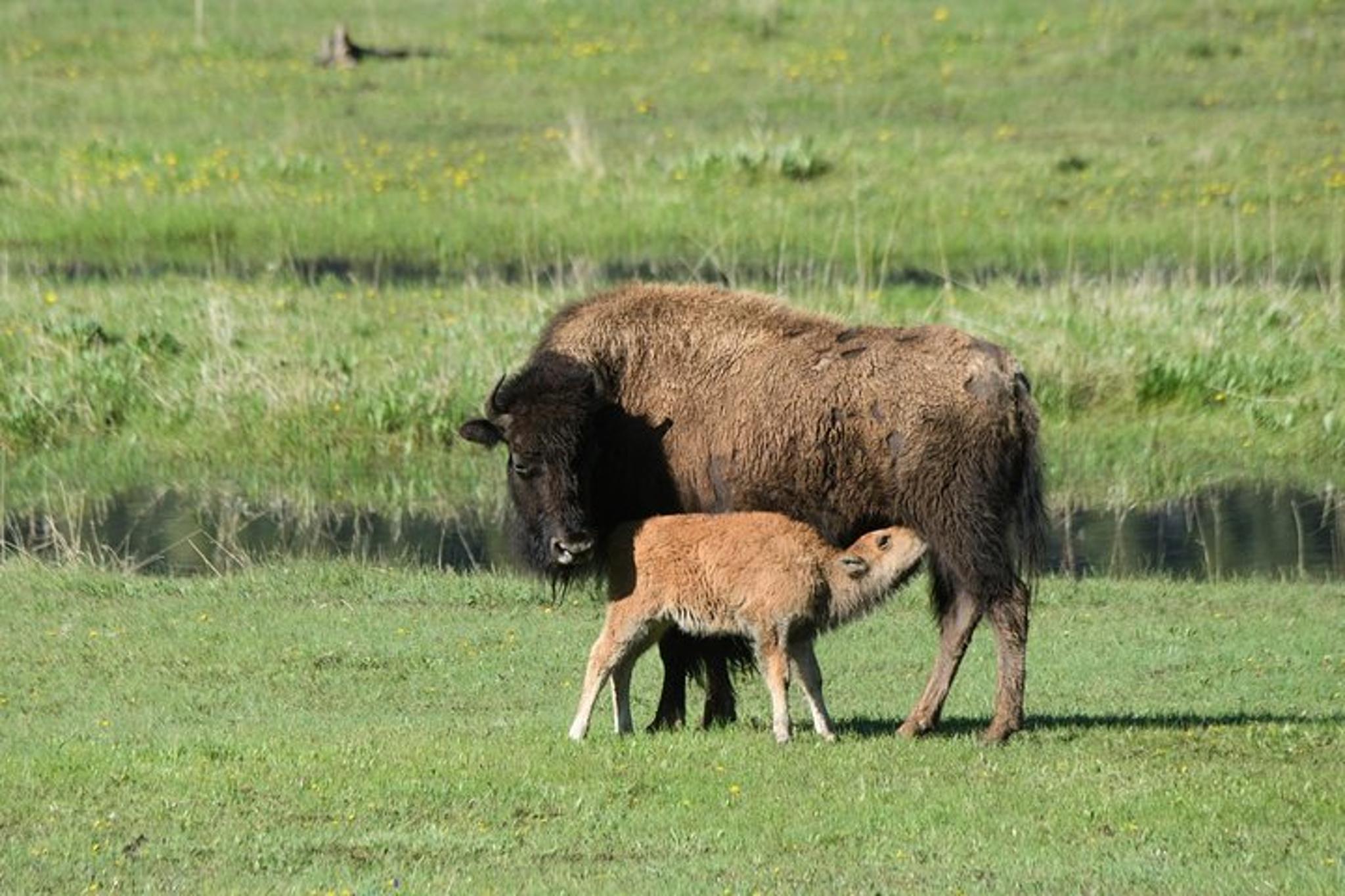 Yellowstone Wildlife Sightseeing Tour - Image 5
