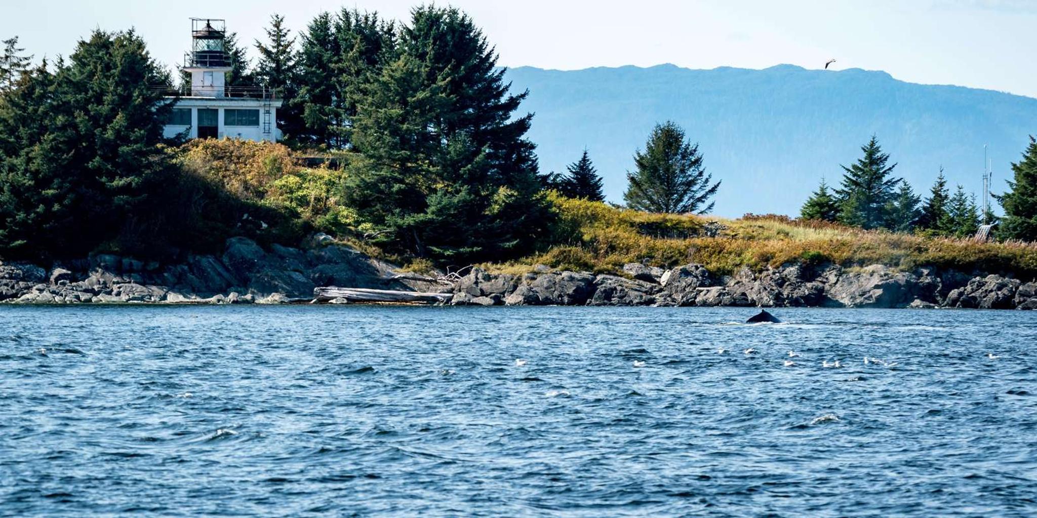 Ketchikan Lighthouse, Totems & Eagles Excursion - Image 5