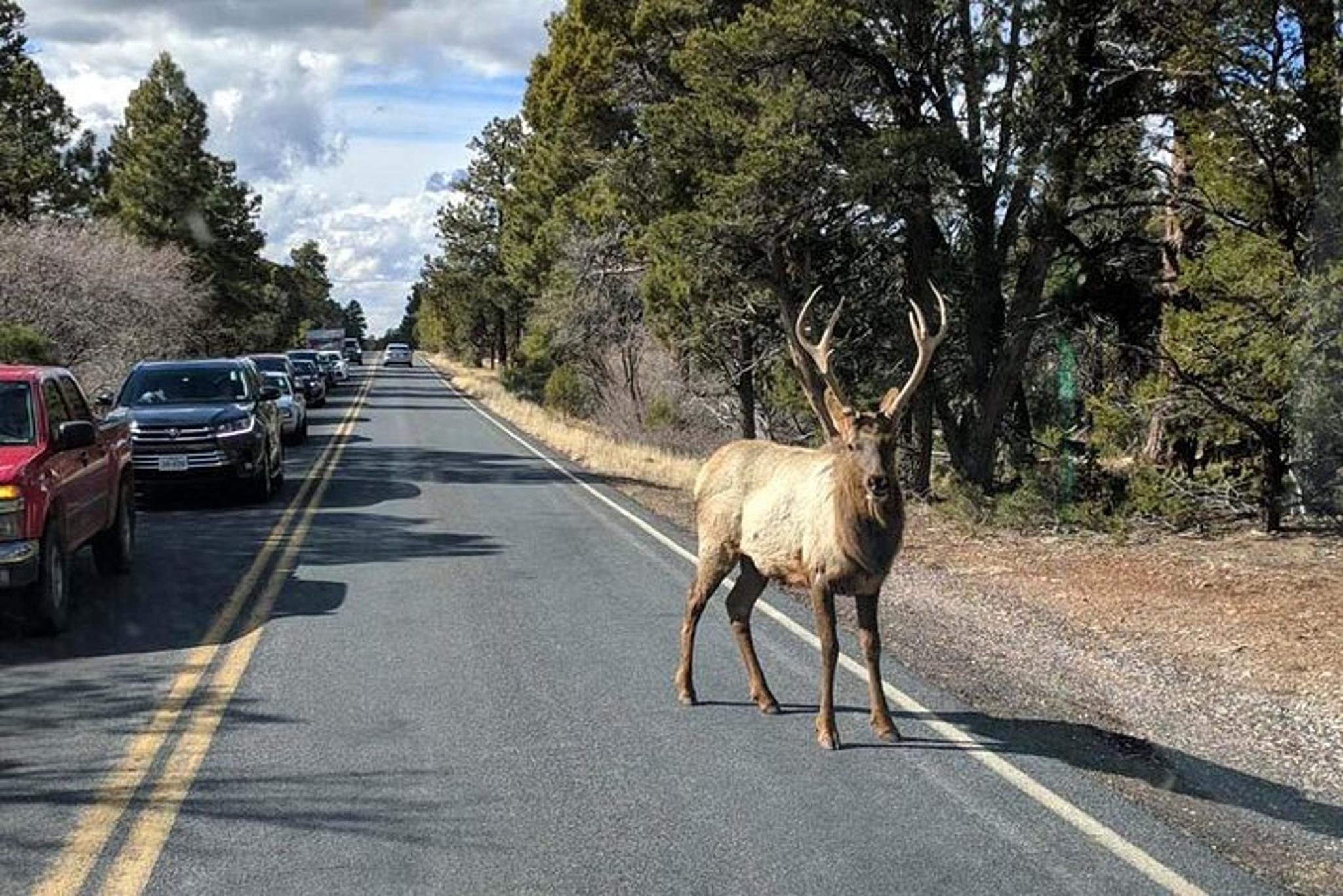 Phoenix Grand Canyon National Park Tour - Image 3
