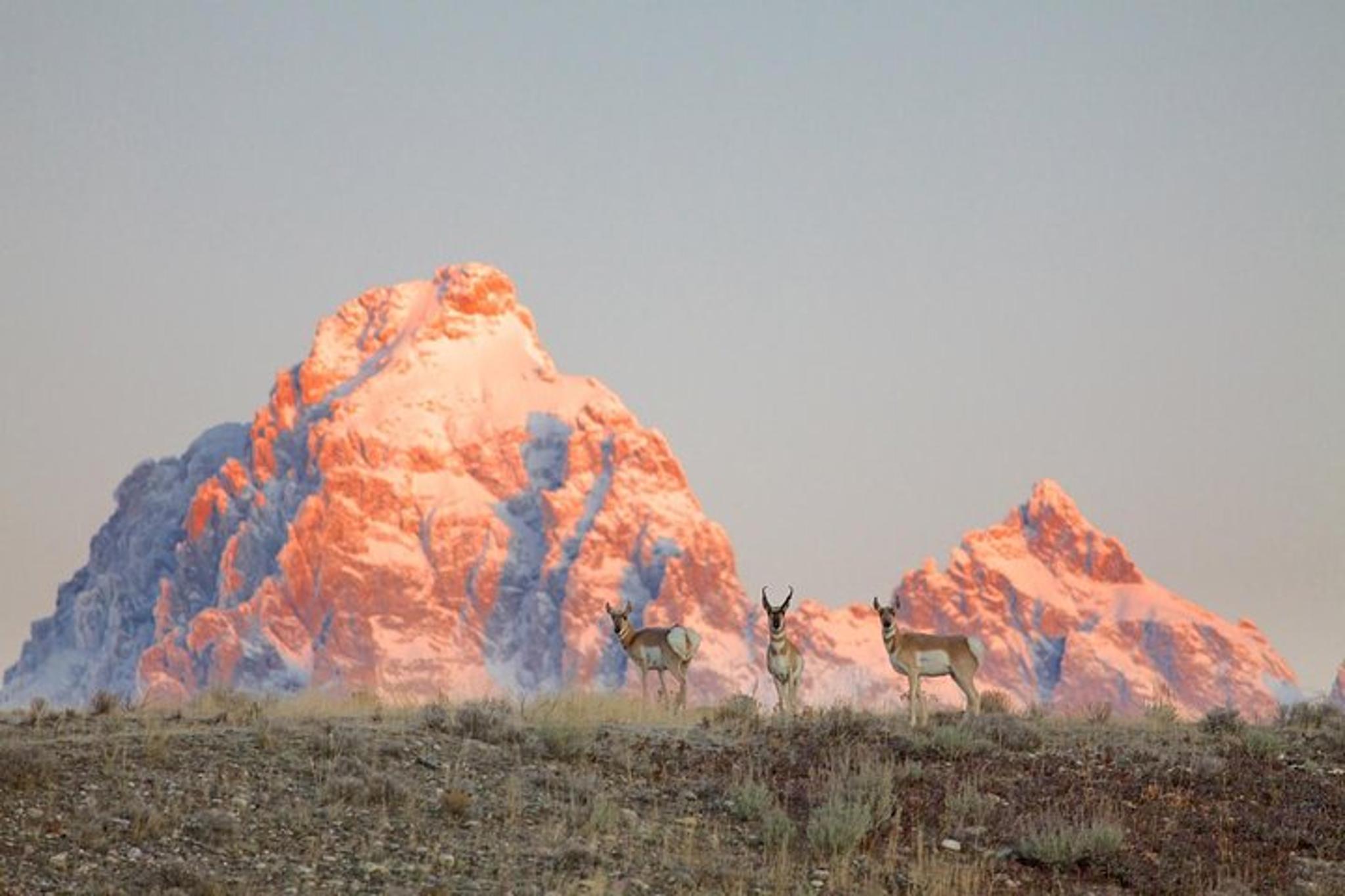 Jackson Hole Sunrise Wildlife Safari - Image 5