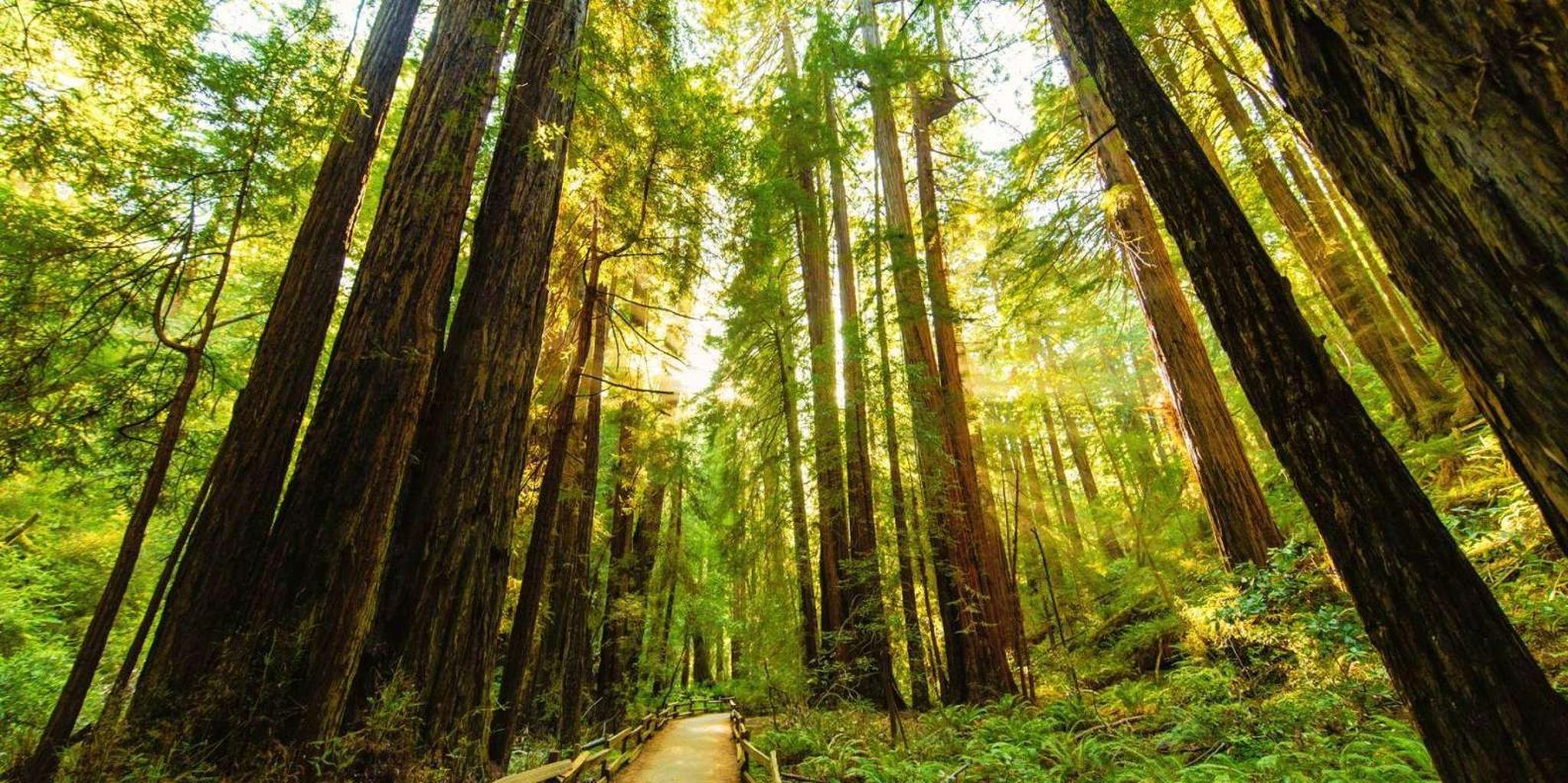 San Francisco Alcatraz and Muir Woods Tour - Image 4