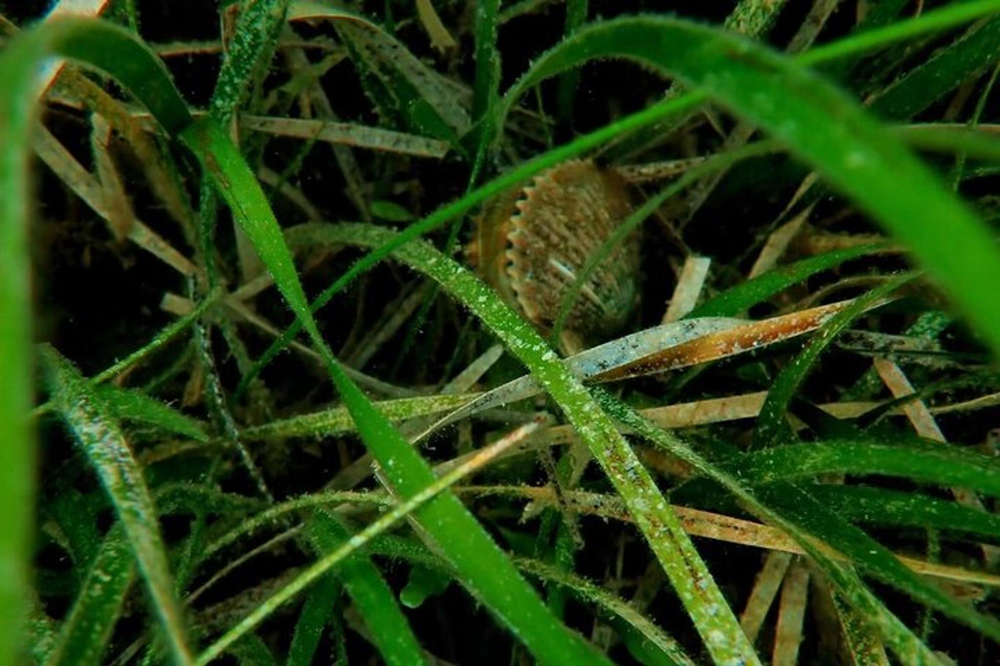 Crystal River Private Scalloping Adventure - Image 2