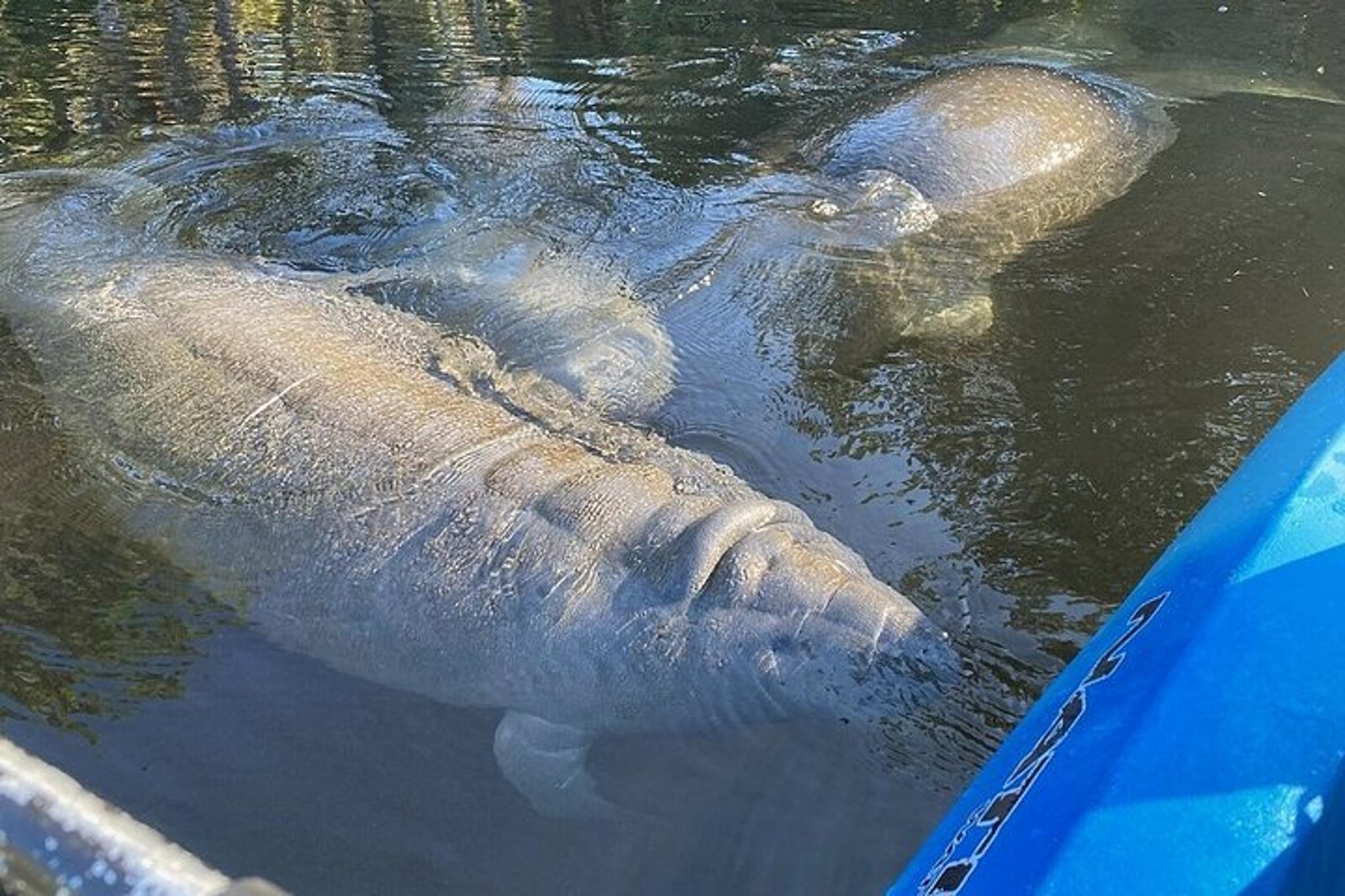 Crystal River Manatee Kayak Encounter 3 hr