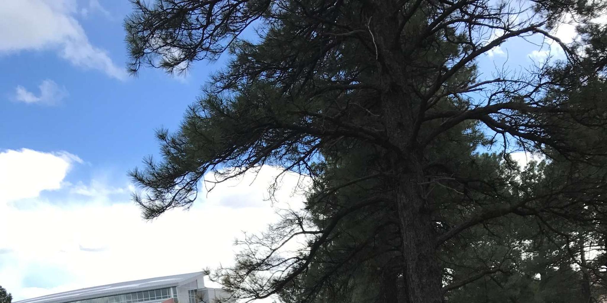 Flagstaff Segway Tour - Image 2