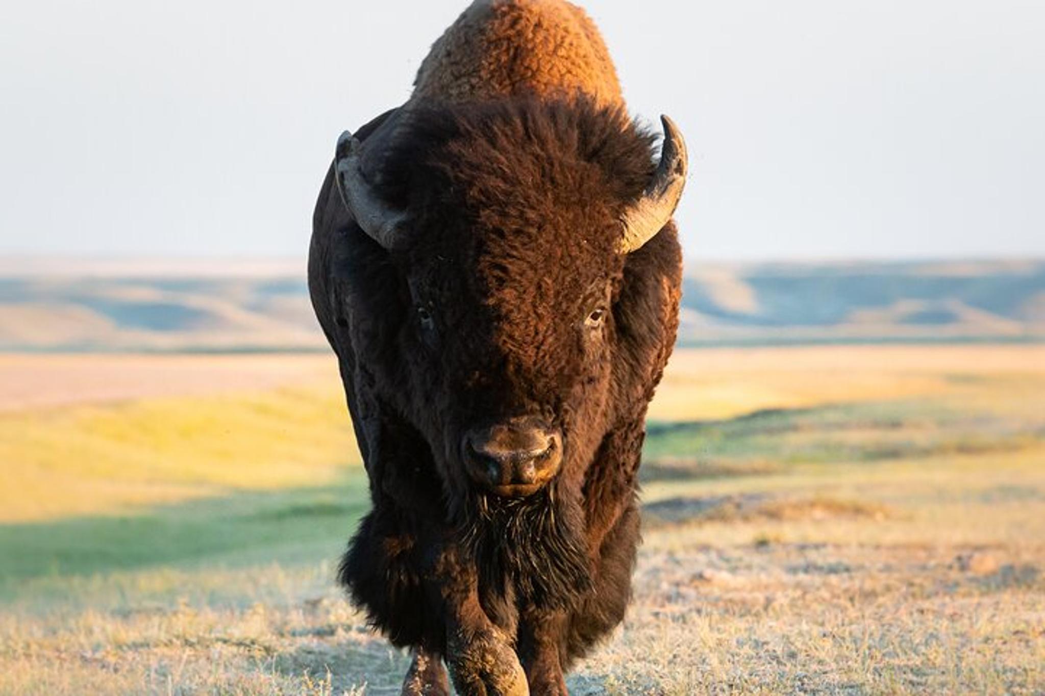 Yellowstone National Park Lower Loop Tour - Image 4