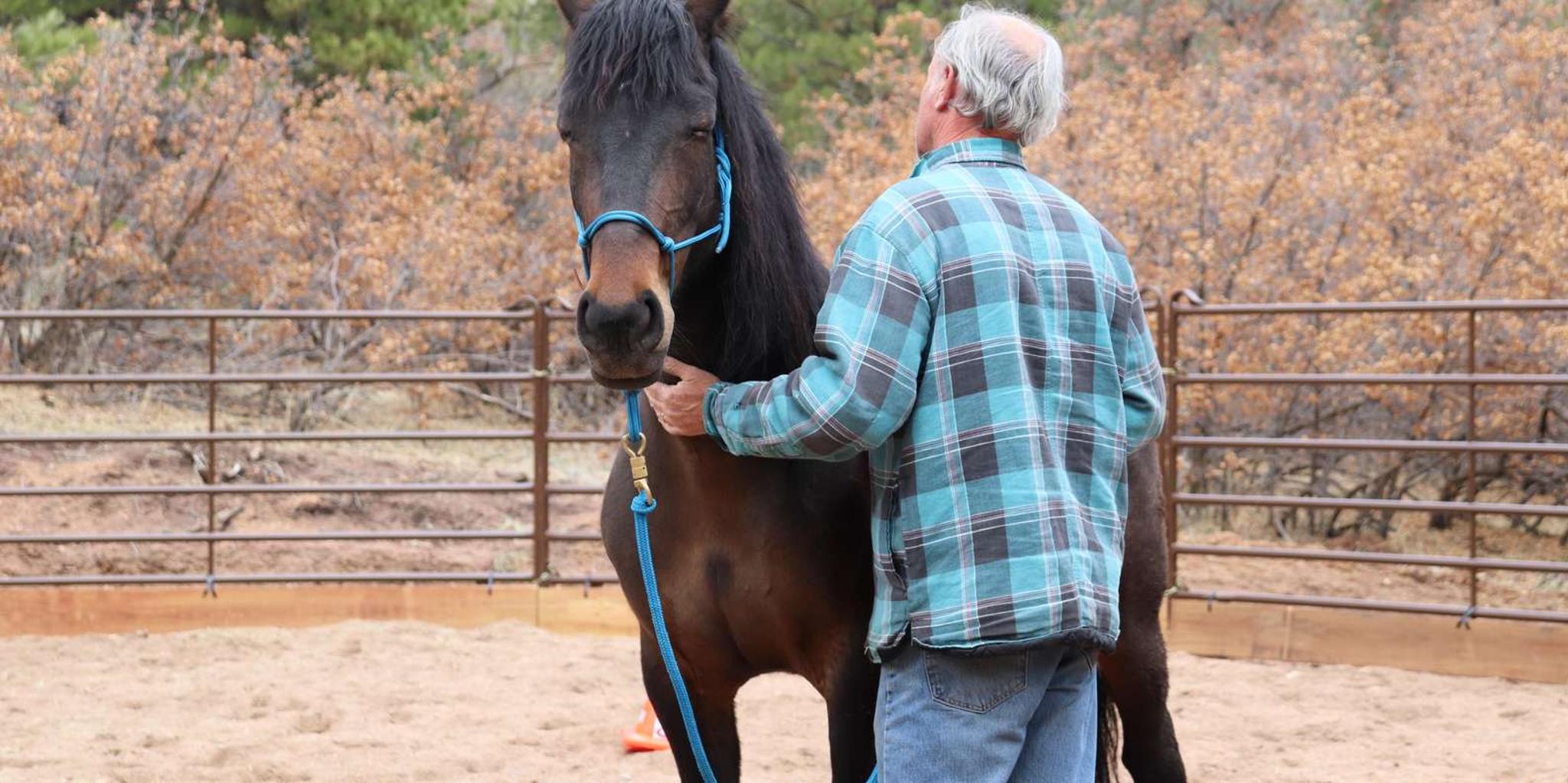 Colorado Springs Mindfulness with Rescue Mustangs - Image 3