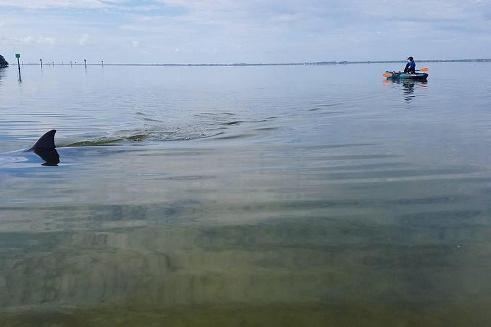 Cocoa Beach Manatee and Dolphin Kayak Tour - Image 3