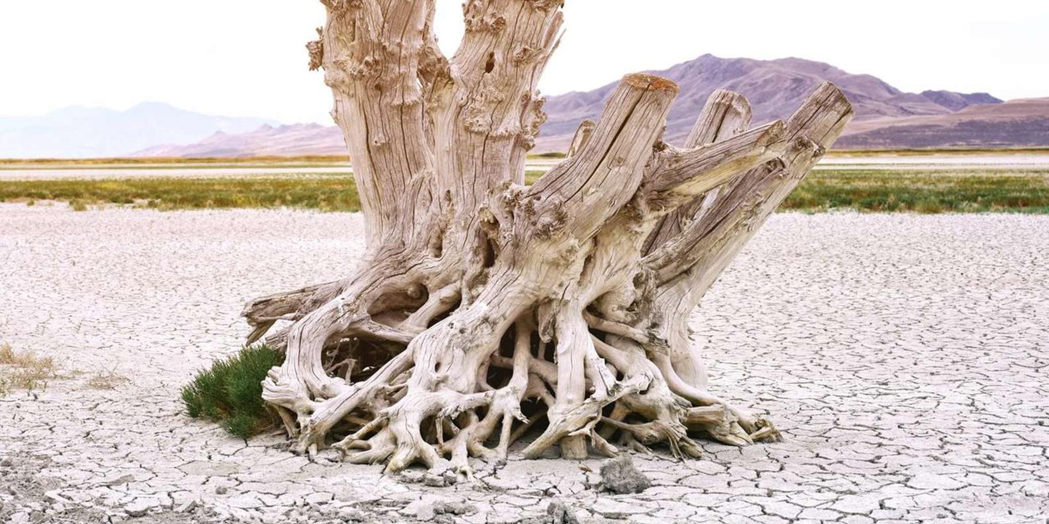 Antelope Island Wildlife Expedition - Image 4