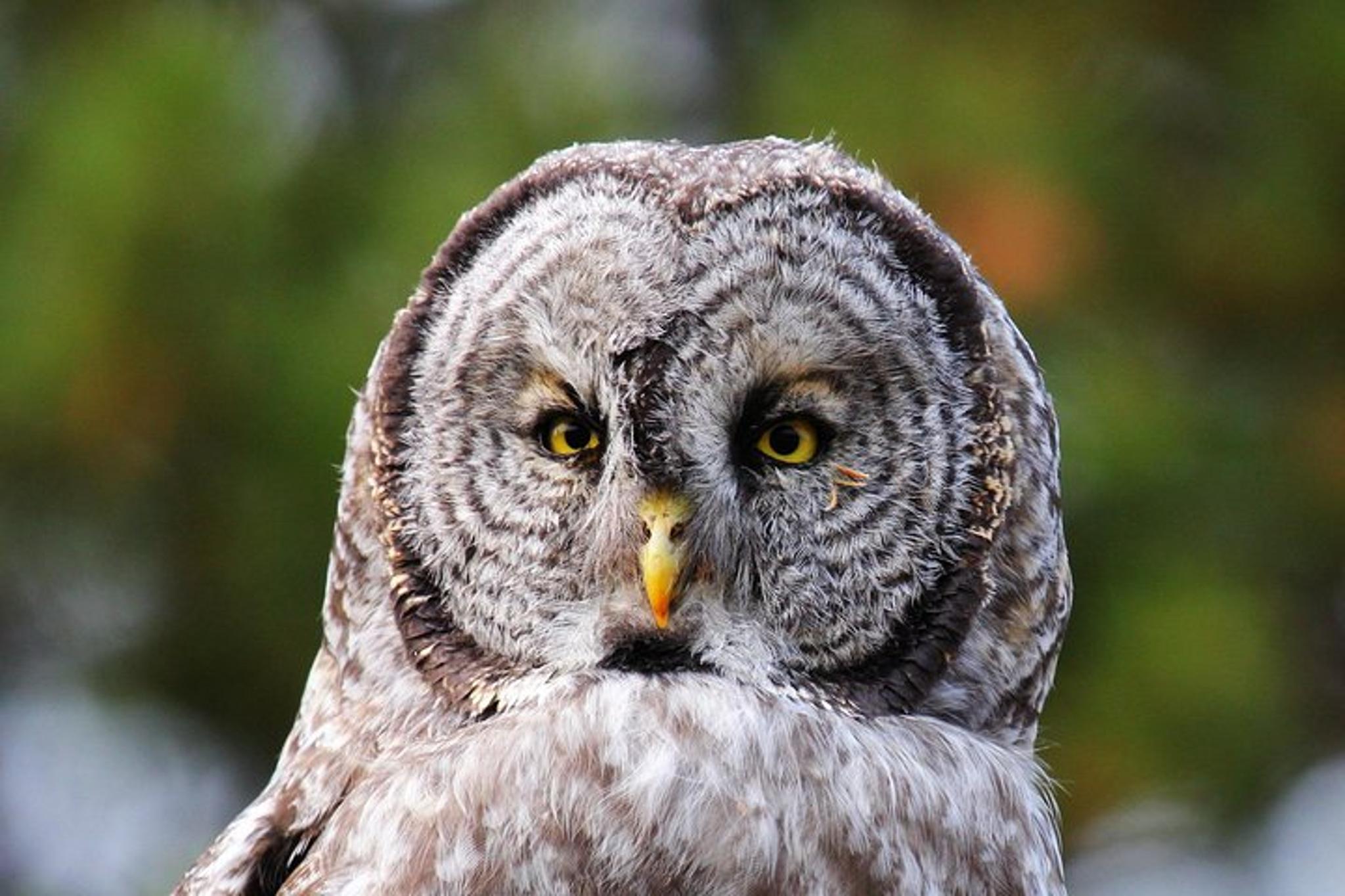 Yellowstone Upper Loop Tour with Lunch - Image 6