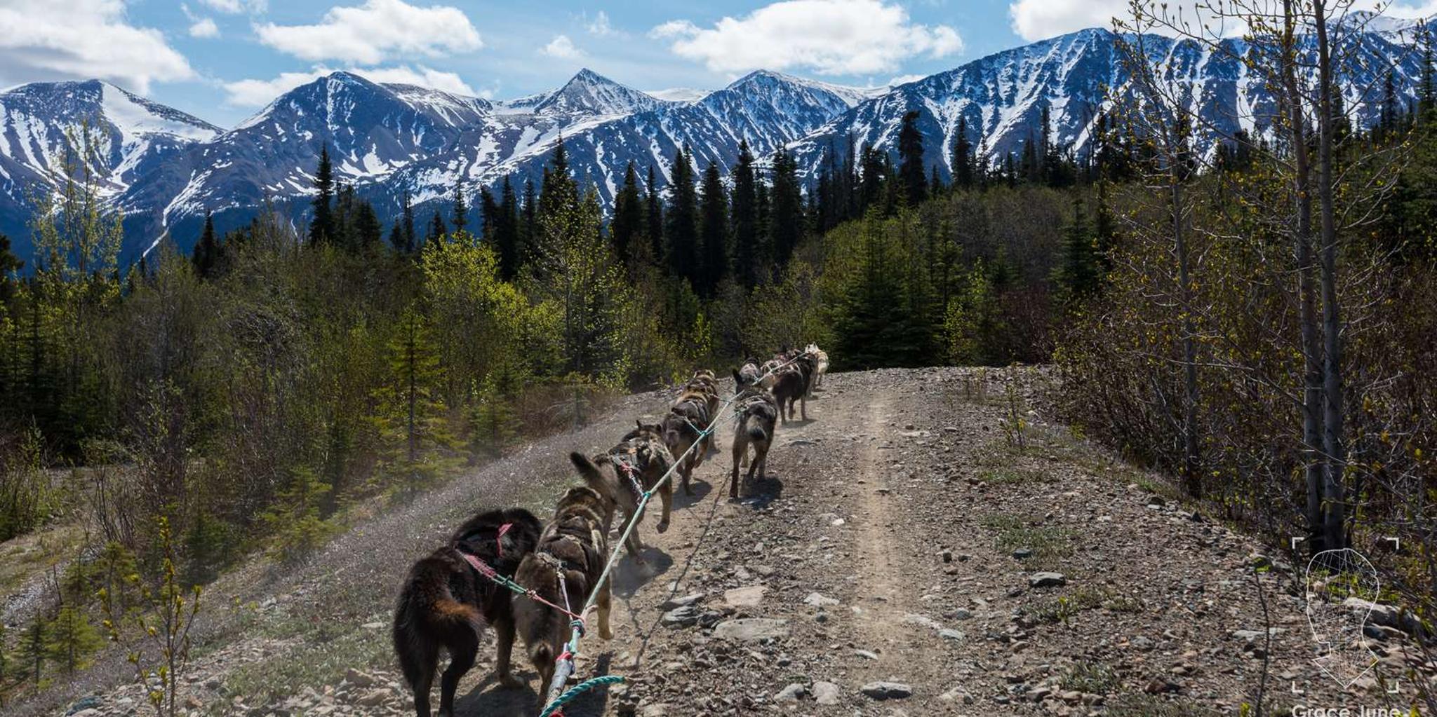 Skagway Sled Dog Adventure and Gold Panning 4.5 hr - Image 5