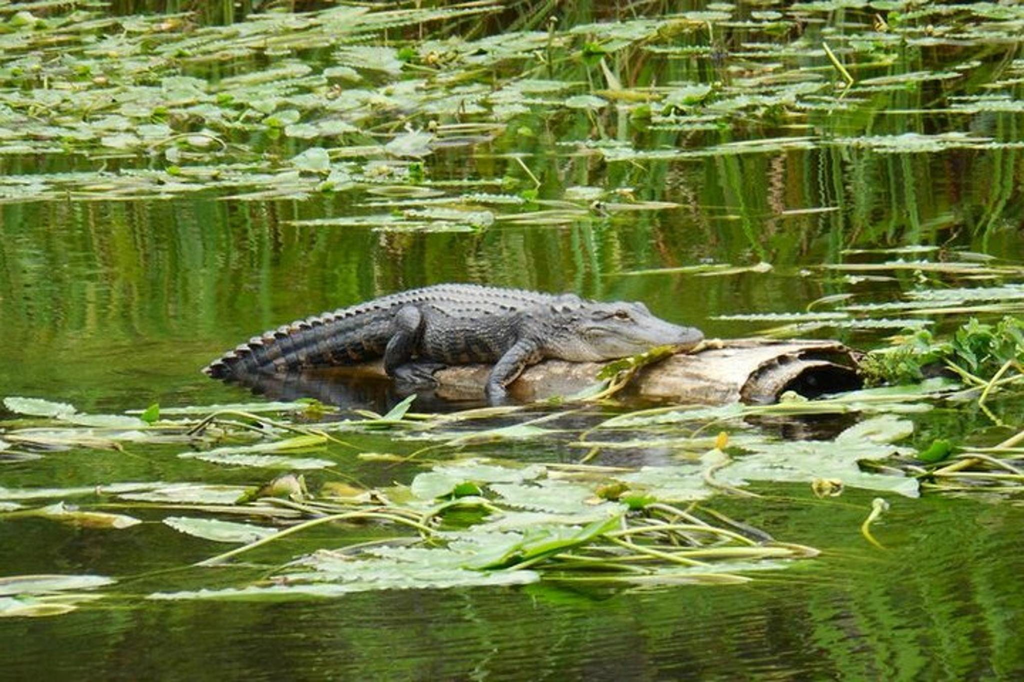 Waccamaw River Nature and Wildlife Tour 2 hr - Image 3