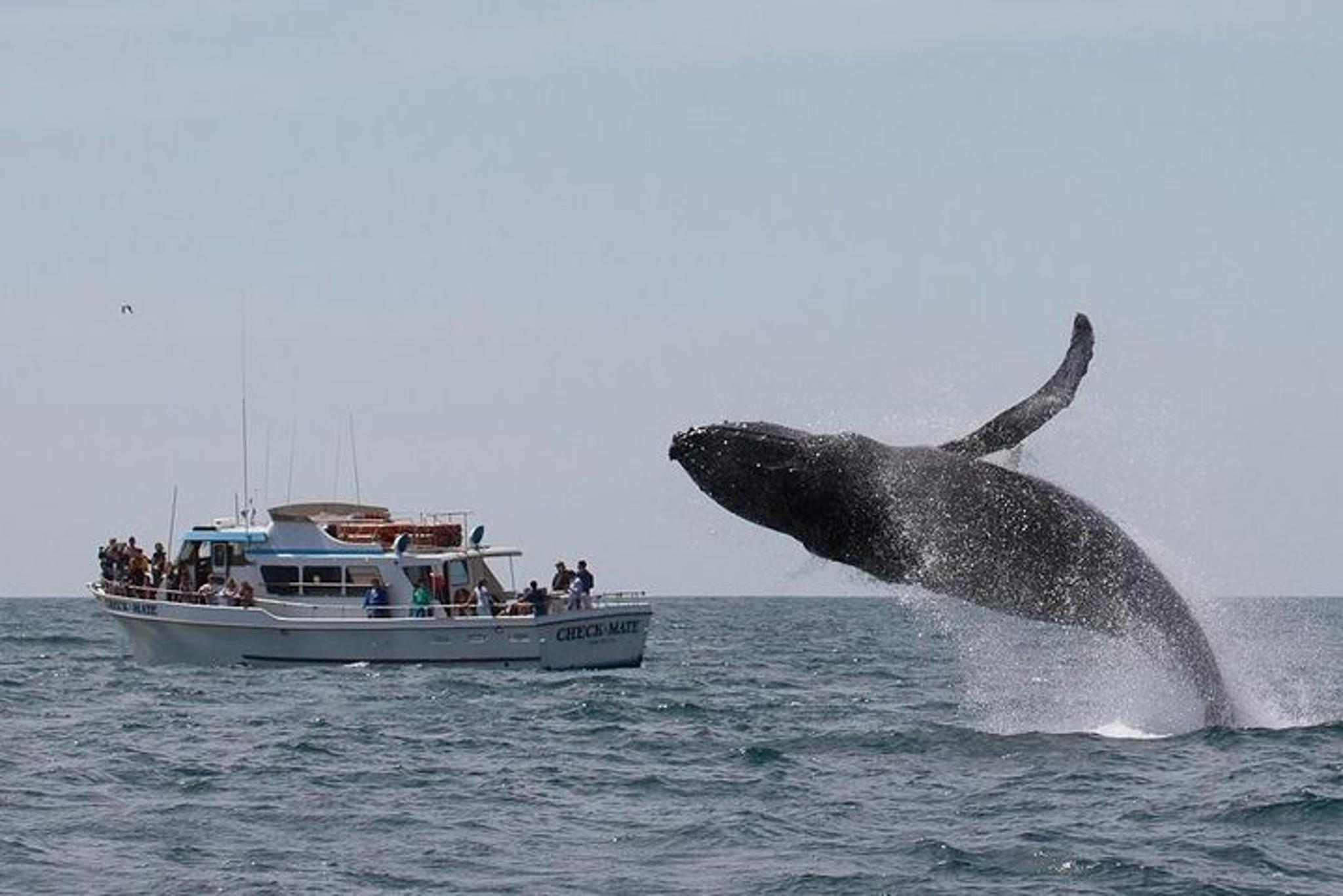 Monterey Whale Watching Tour - Image 5