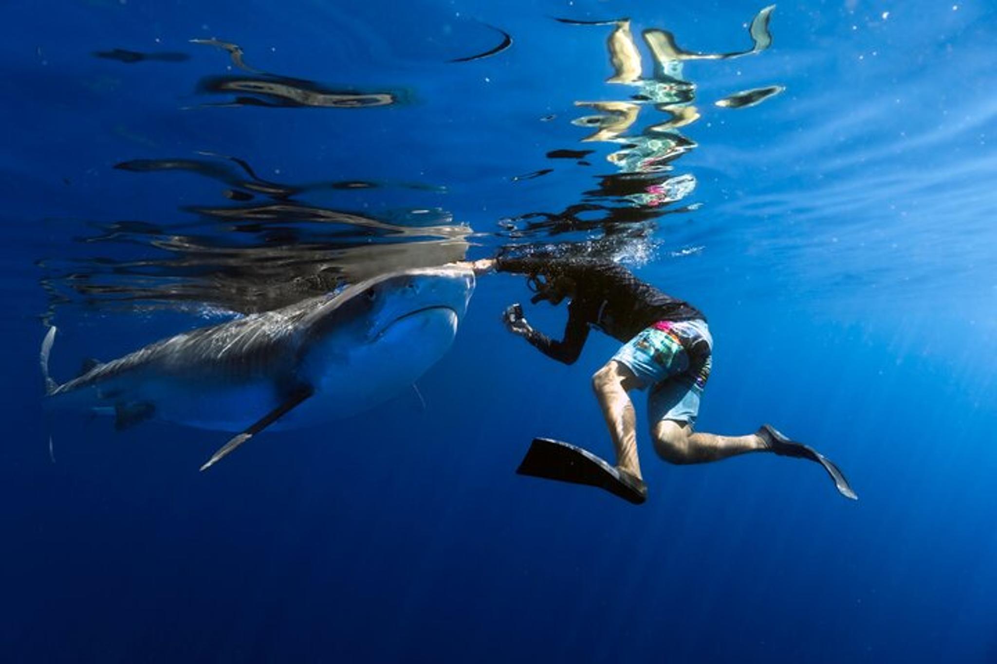 Haleiwa Shark Dive Experience - Image 5