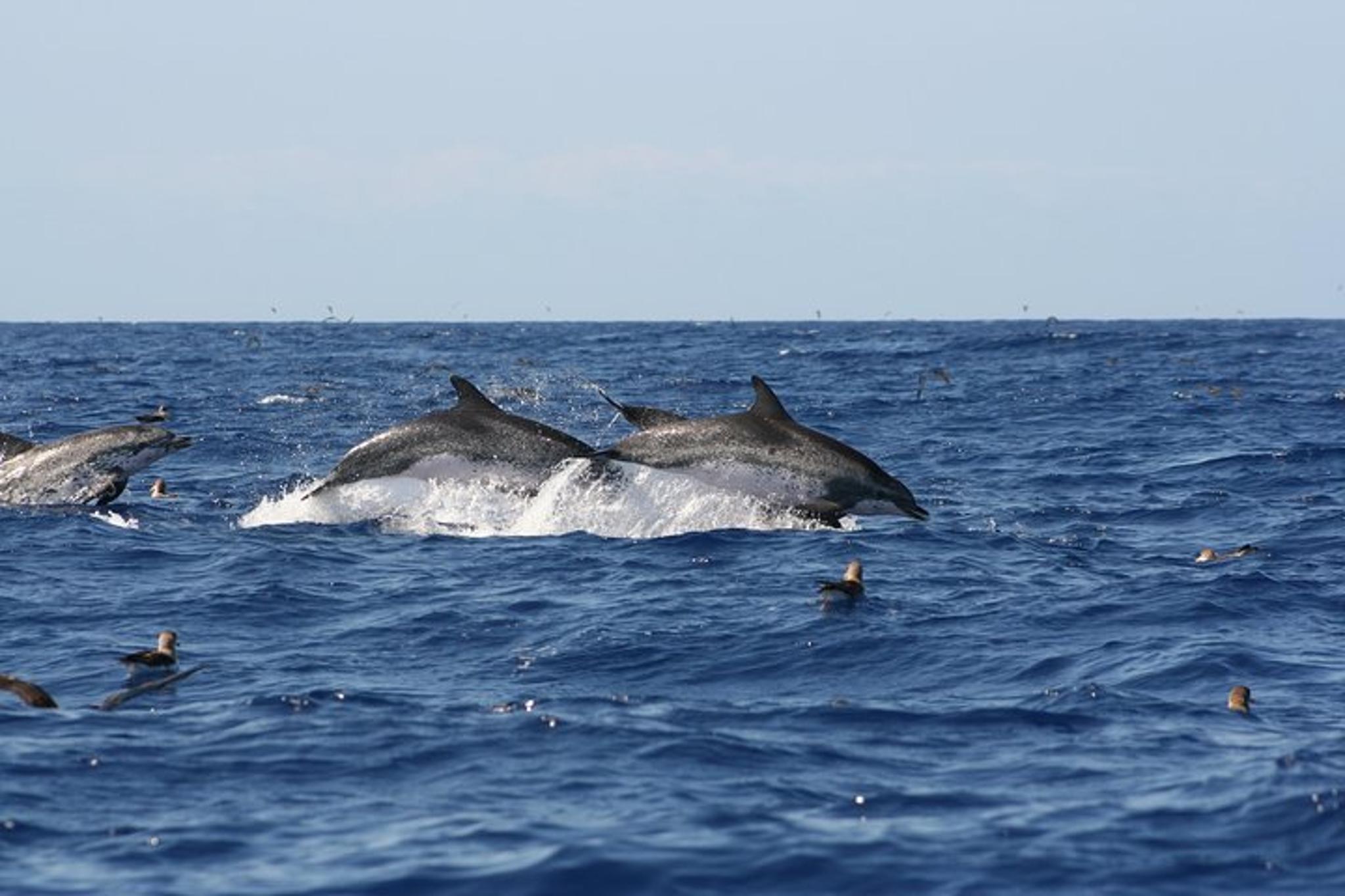 South Padre Island Historical Wildlife and Dolphin Cruise