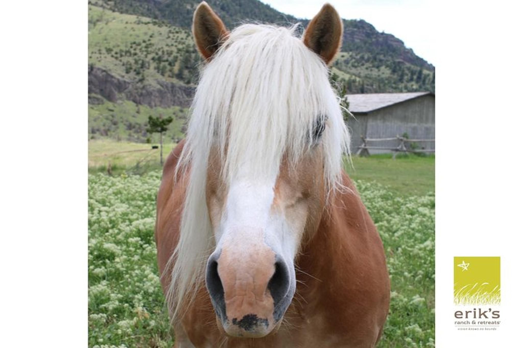 Livingston Horseback Riding Experience - Image 4