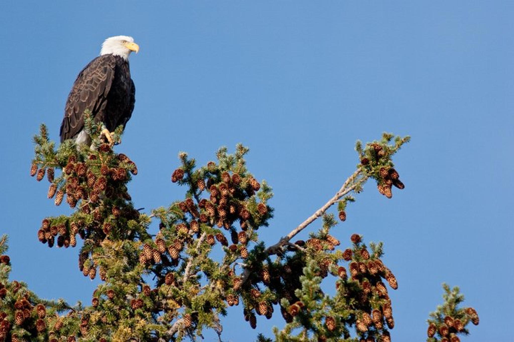 Grand Teton National Park Wildlife Safari - Image 6