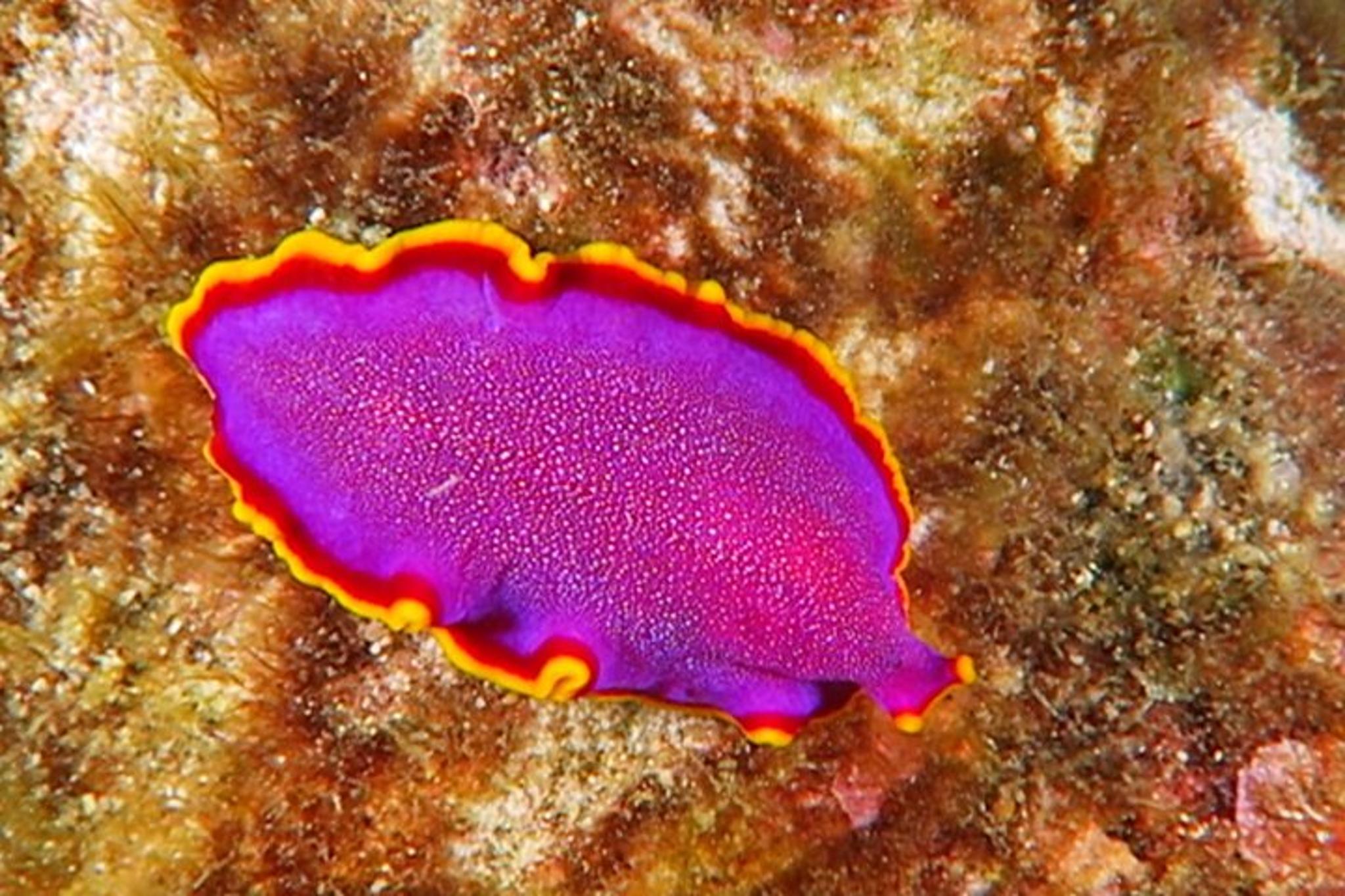 Hilo Tropical Reef Boat Dive - Image 5