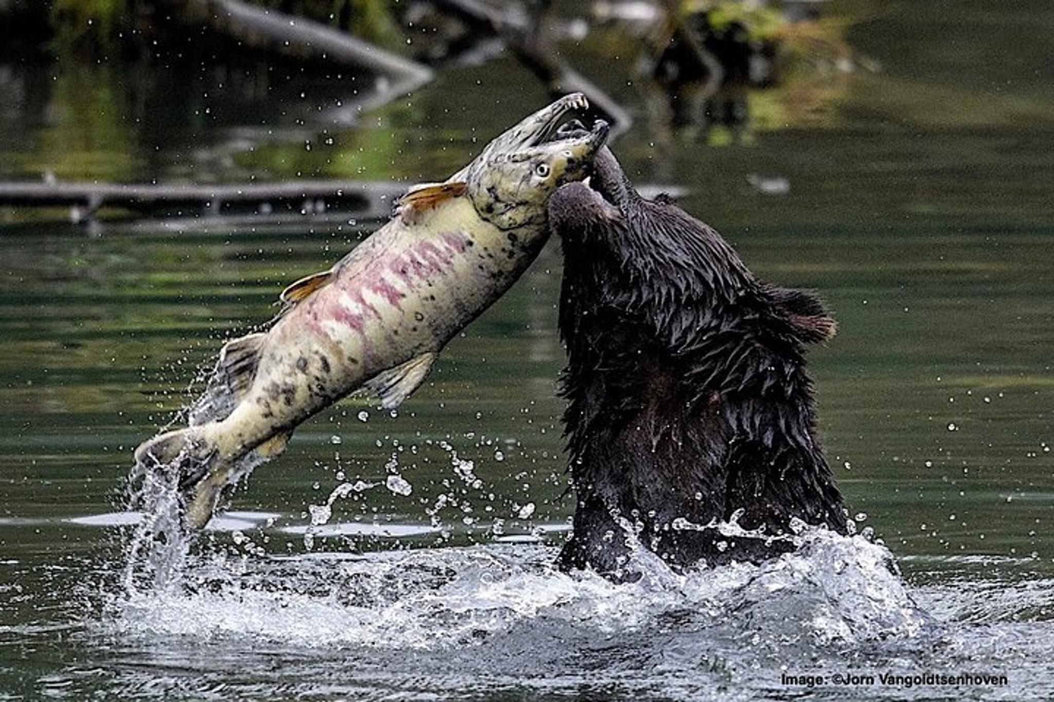 Ketchikan Private Wildlife Tour - Image 3