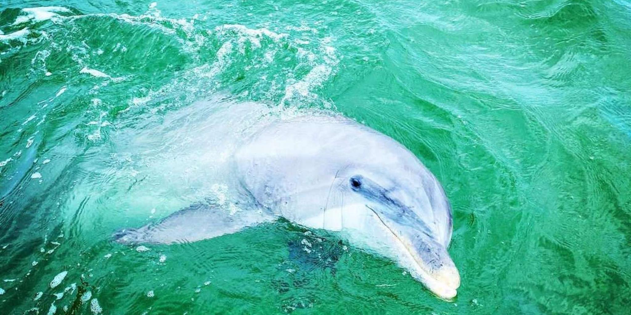 Panama City Beach Pontoon Boat Rental - Image 4