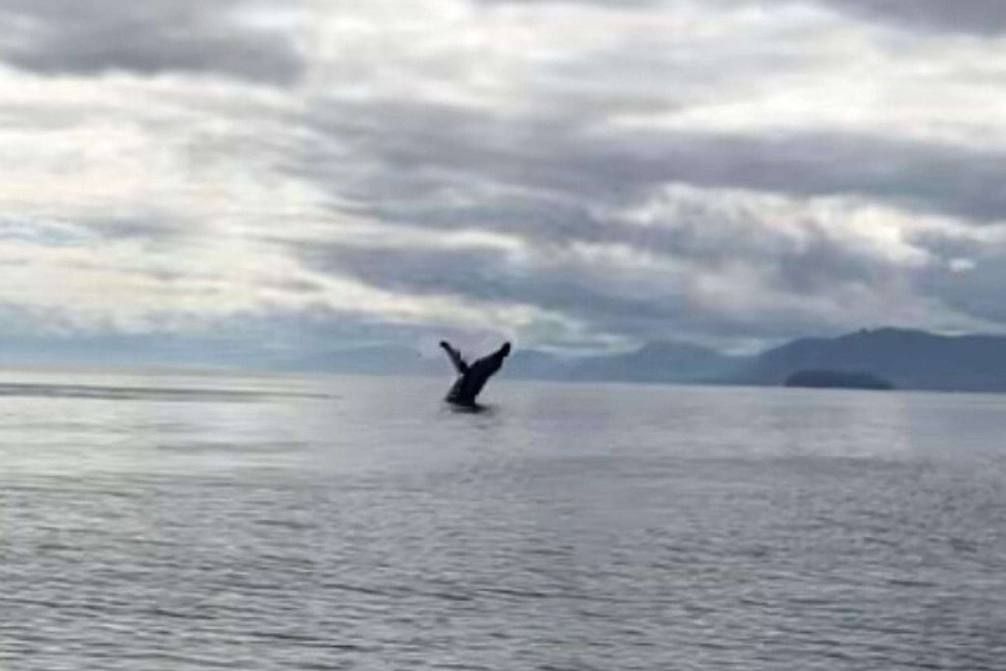 Hoonah Whale Watching Tour - Image 2