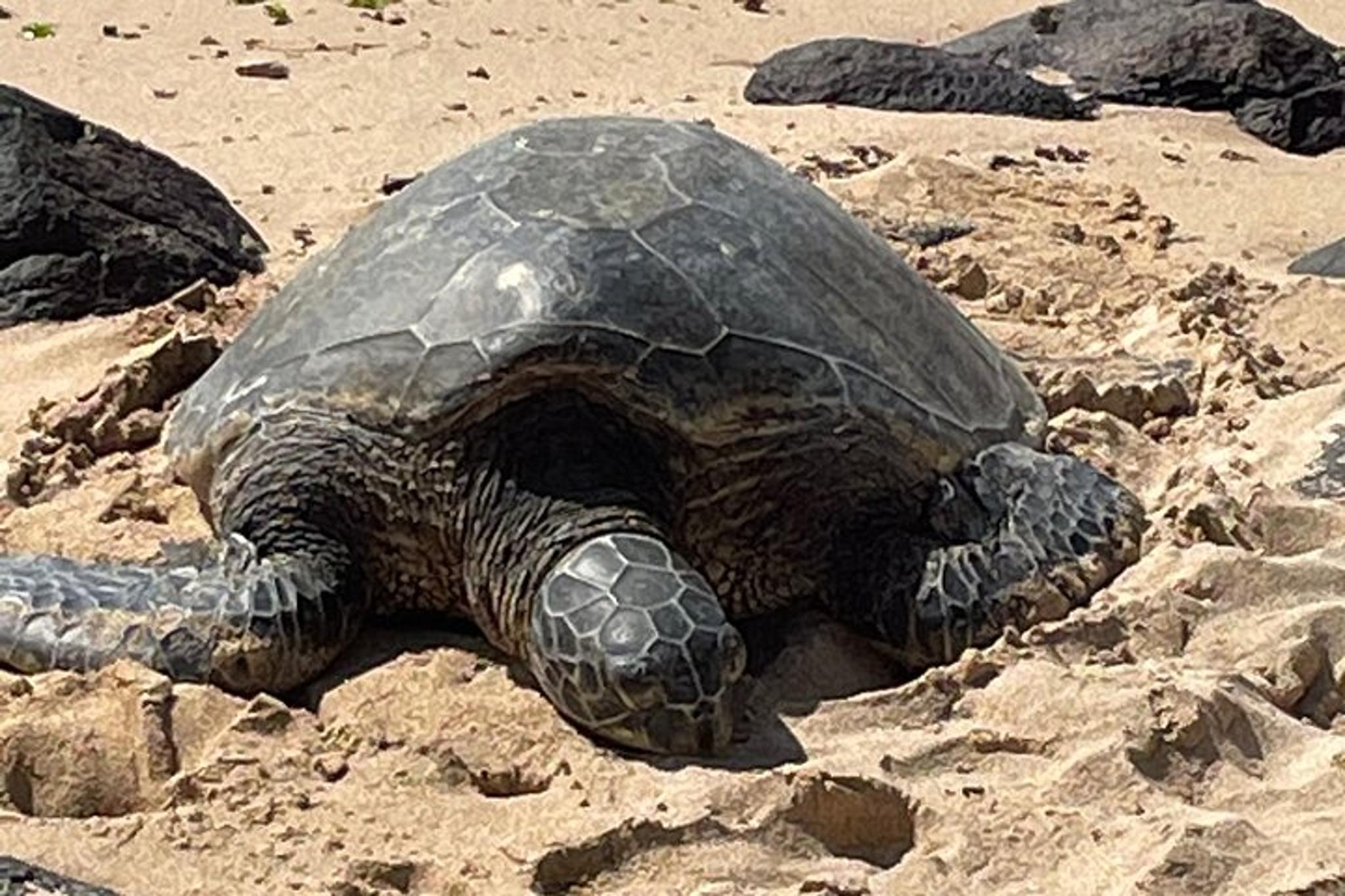 North Shore Waterfalls and Turtles Tour - Image 4