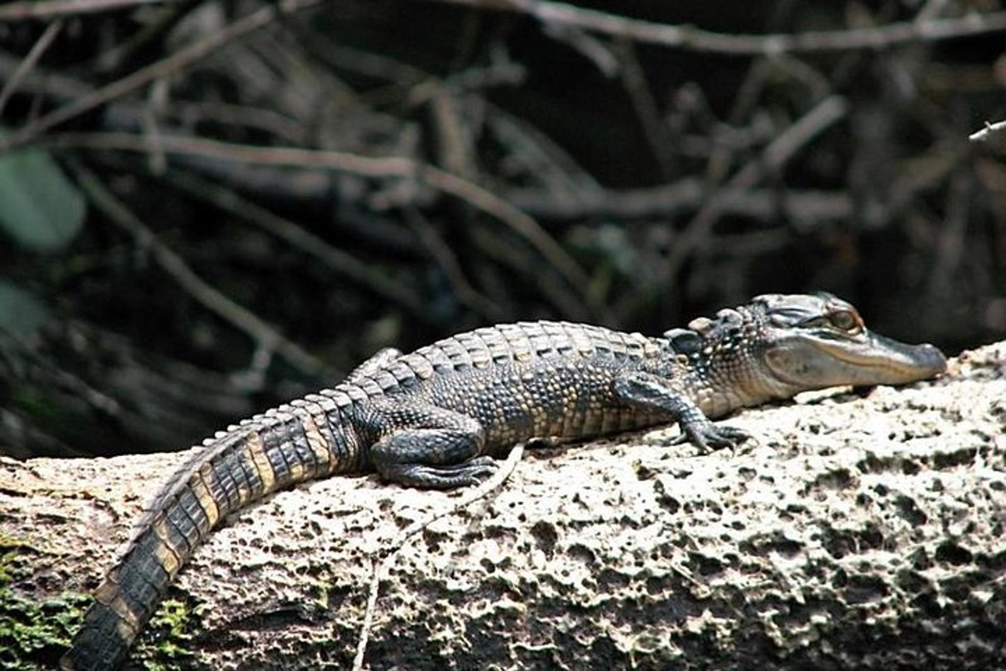 Loxahatchee River Guided Kayak Tour - Image 3