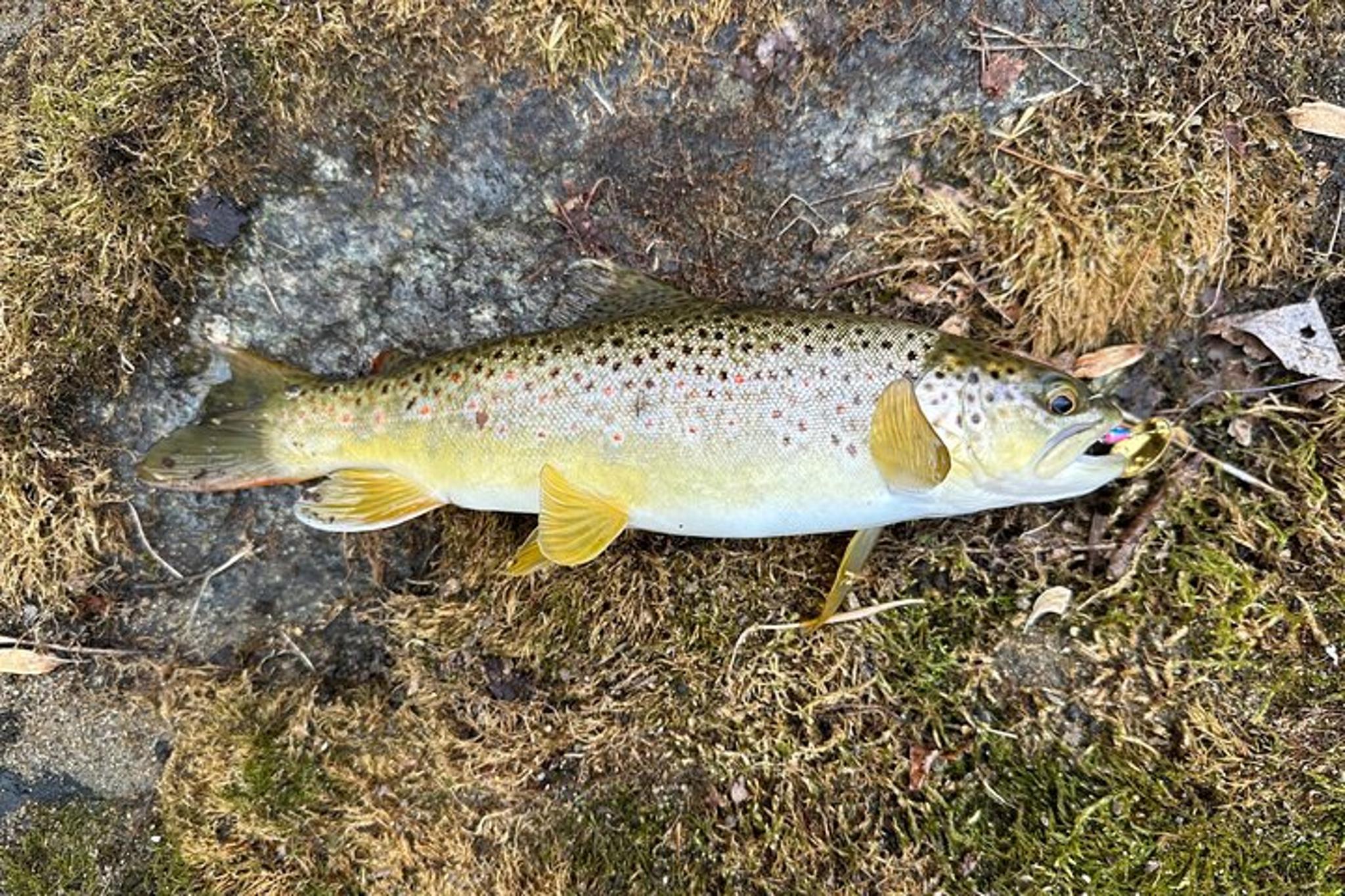 Virginia Trout Fishing Excursion