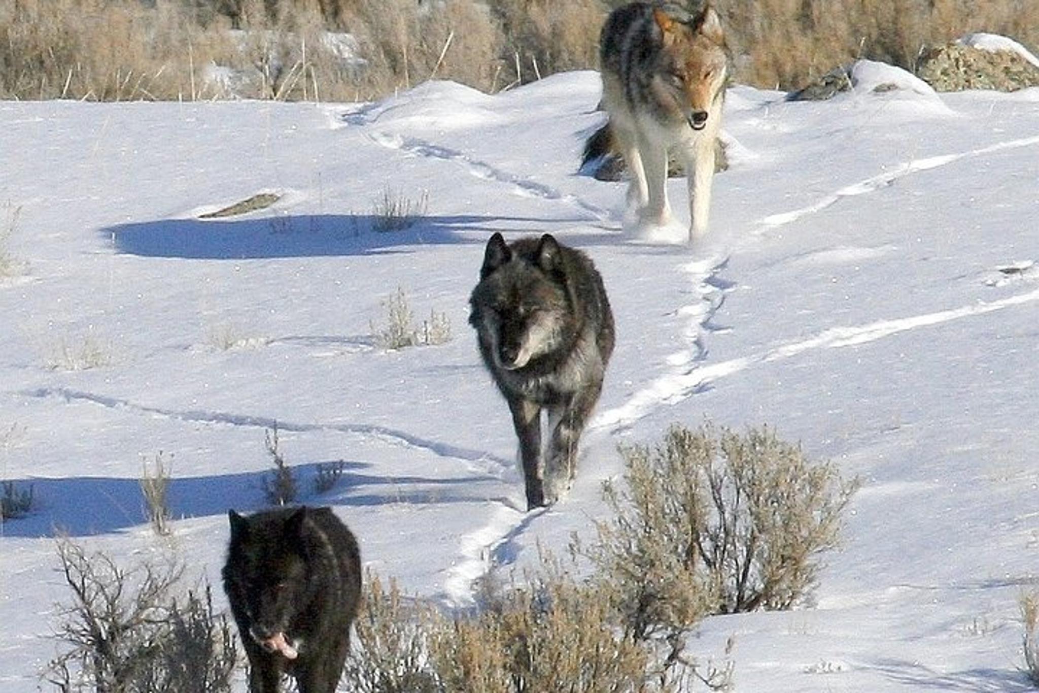 Yellowstone National Park Sightseeing Tour with Lunch - Image 4