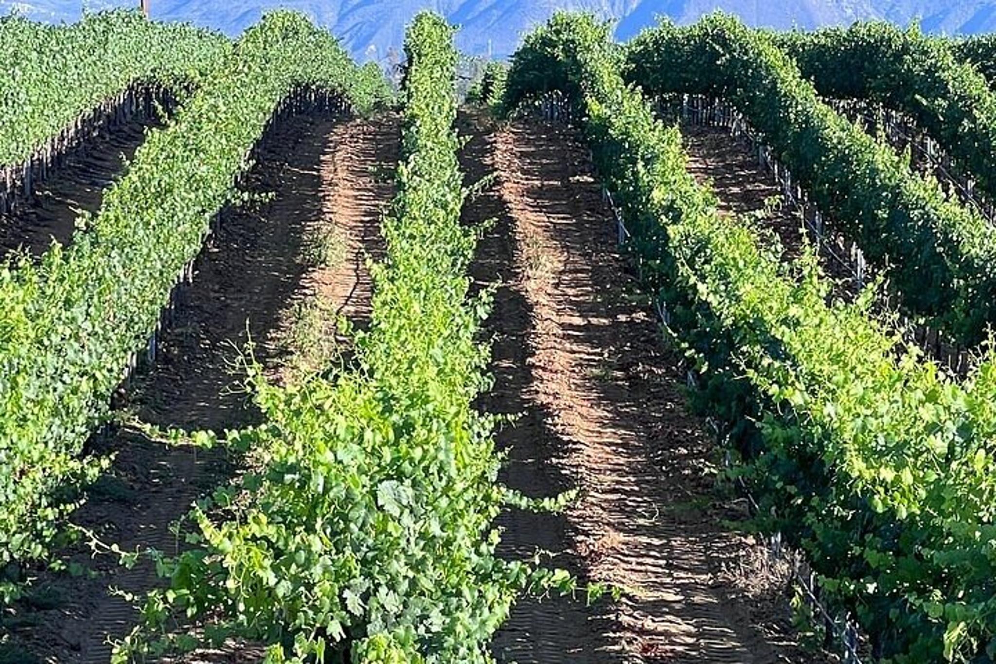 Temecula Wine Tour from Encinitas - Image 3