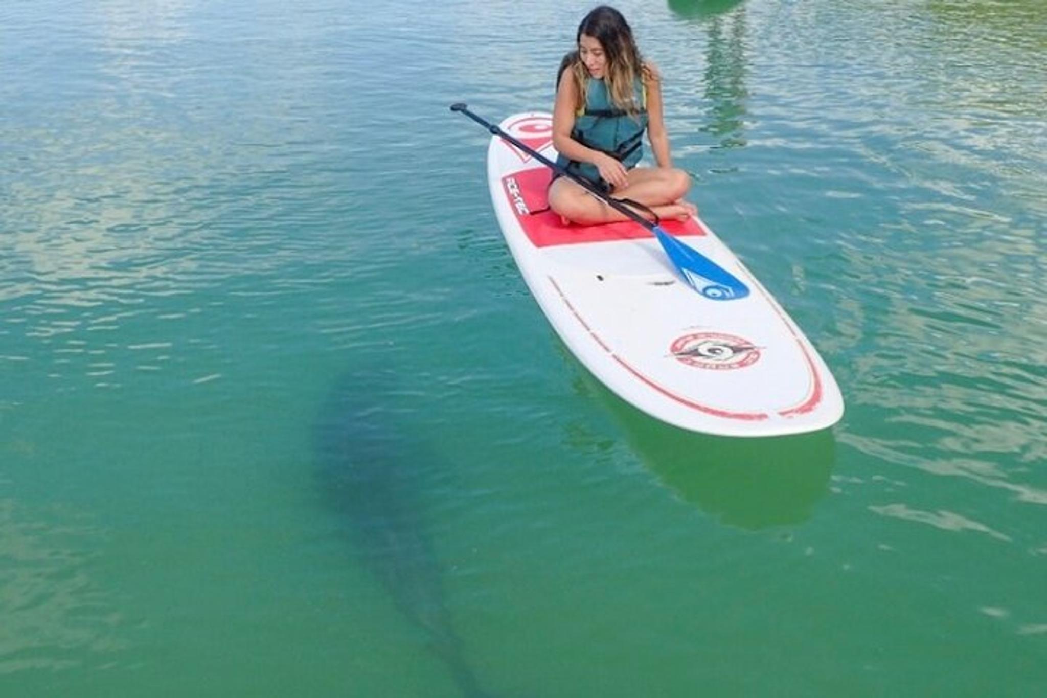 Fort Myers Beach Dolphin Eco Tour by Kayak & SUP - Image 2