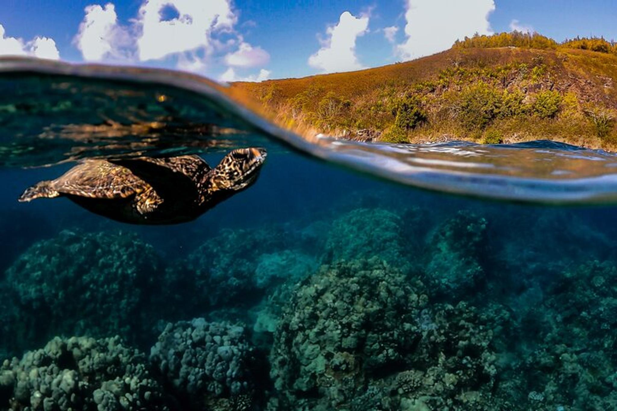 Wailea Snorkeling Experience for First Timers - Image 6
