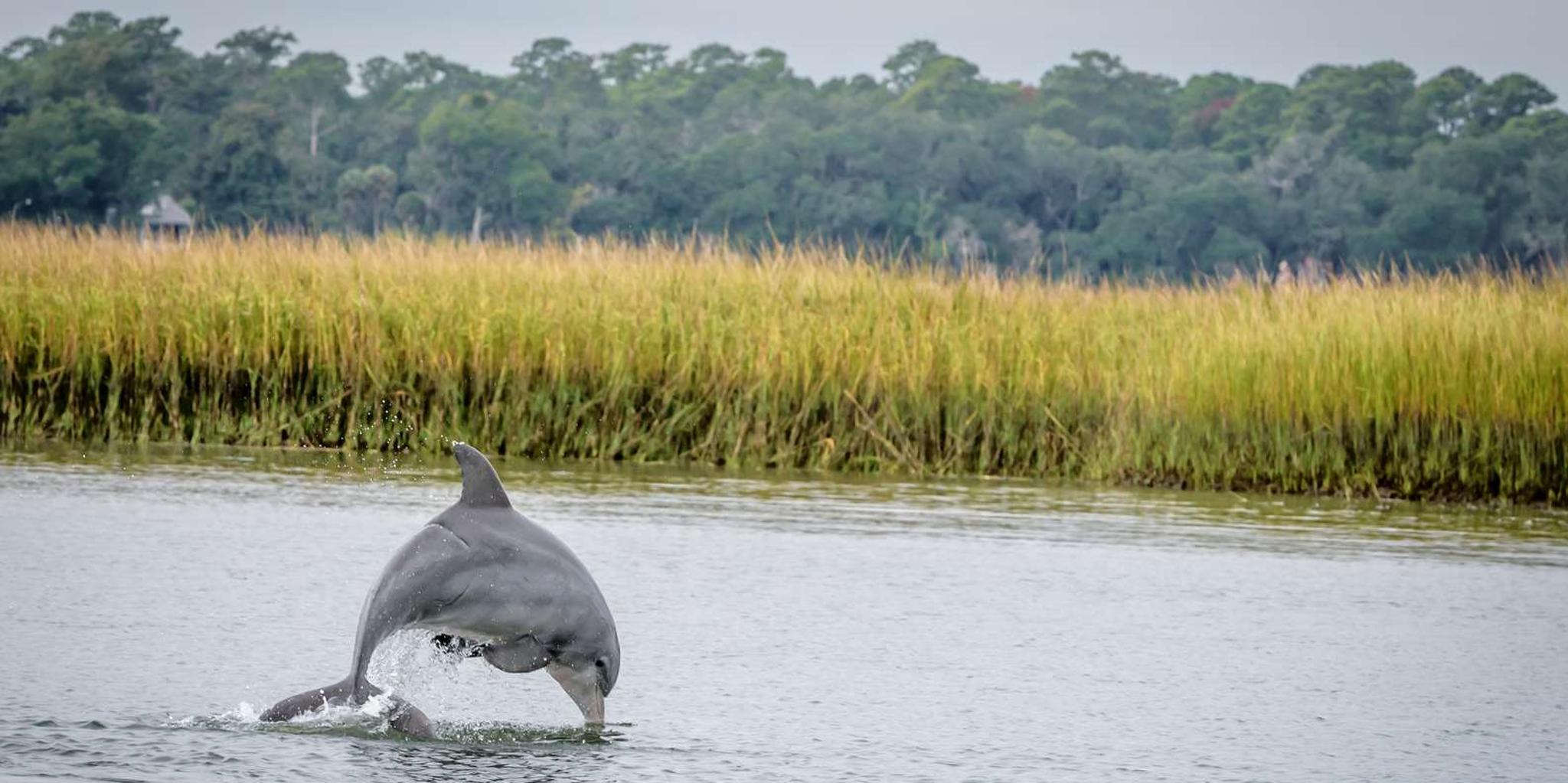 Savannah Dolphin Eco Tour - Image 2
