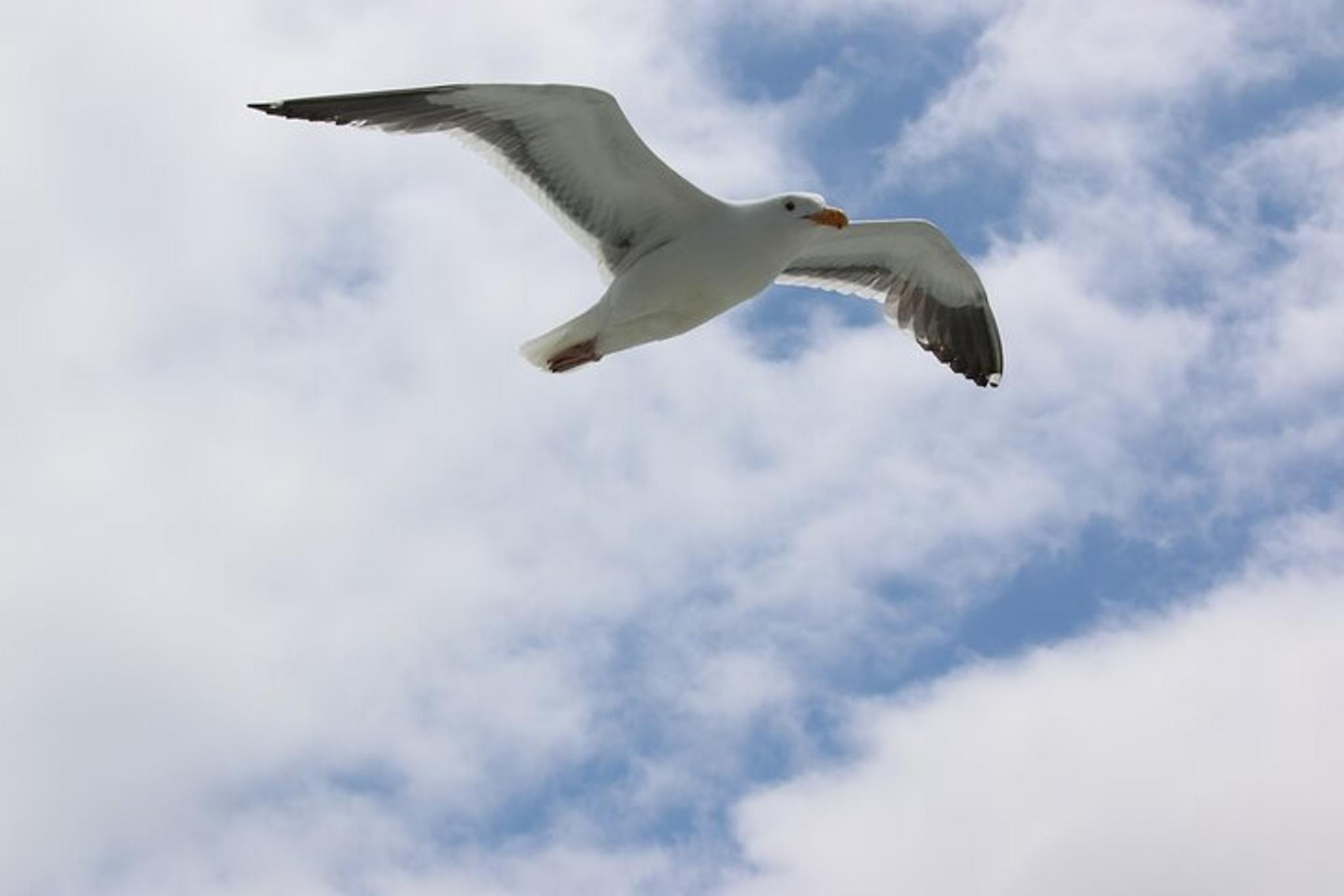 San Francisco Sausalito Ferry - Image 4