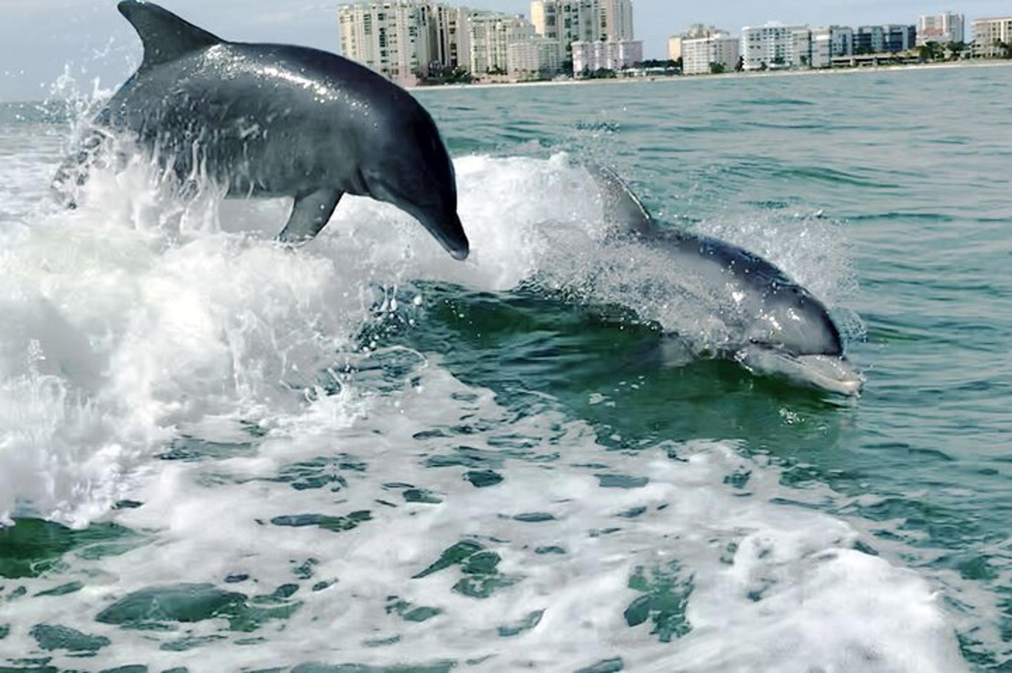 Marco Island Wild Dolphin Tour - Image 2