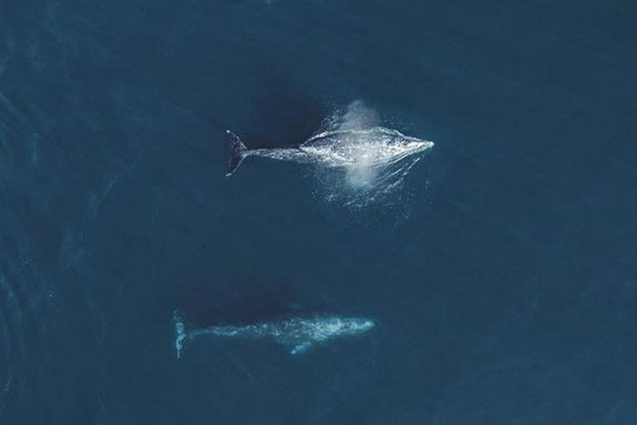 Monterey Whale Watching Tour - Image 5