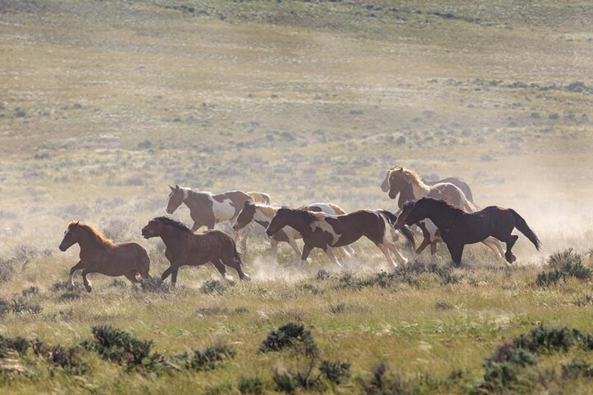 Cody Wild Mustang Tour - Private Half Day - Image 4