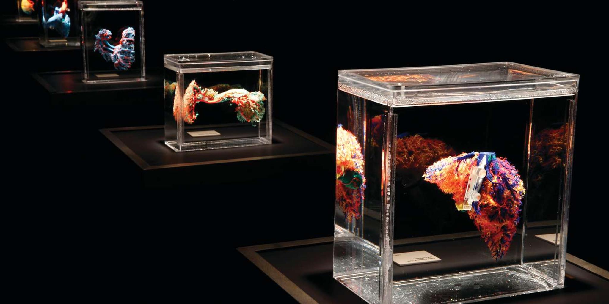 Las Vegas Bodies Exhibition at the Luxor 1 hr - Image 6