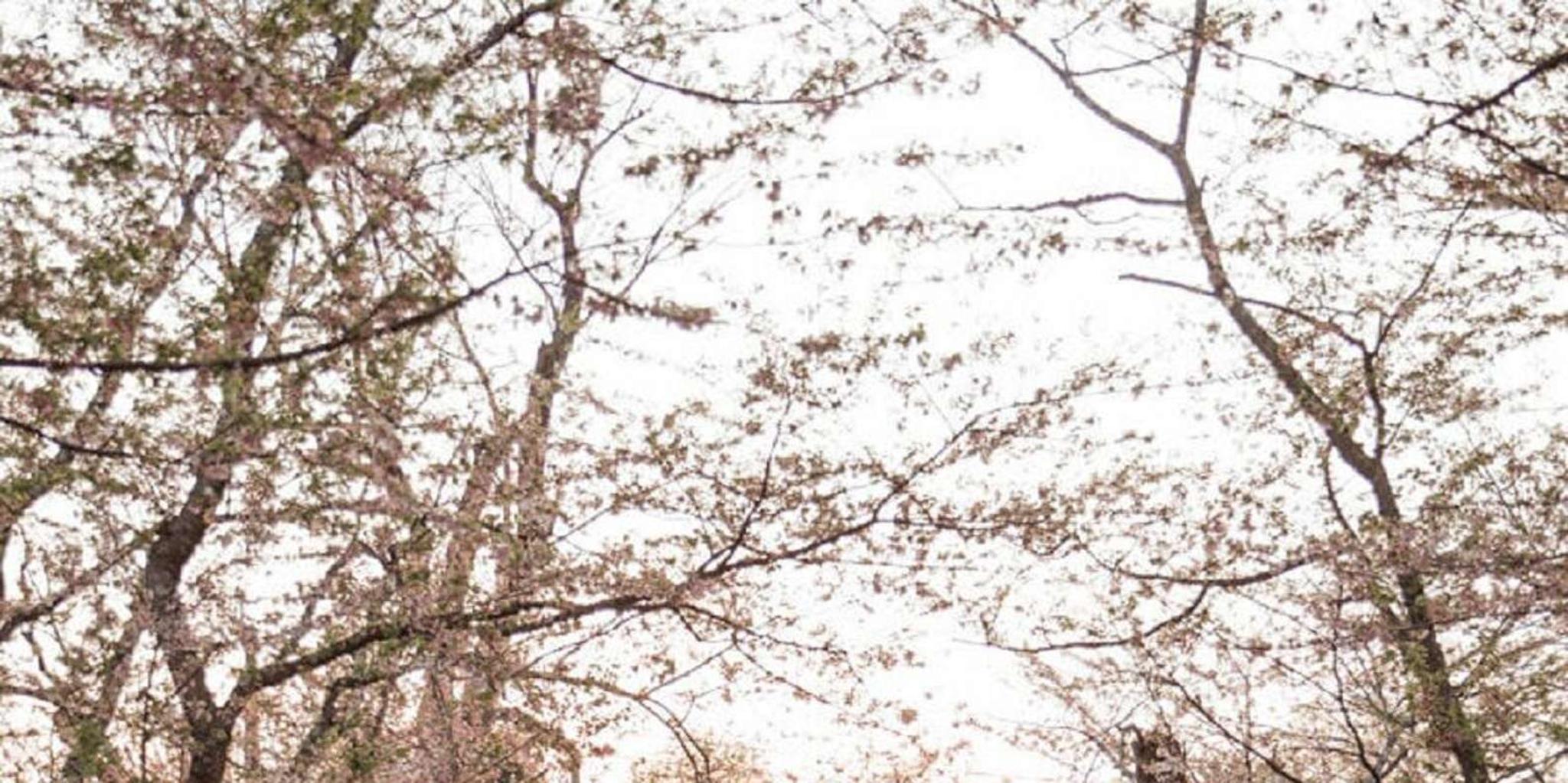 Washington D.C. Kenwood Cherry Blossoms Half-Day Tour - Image 5