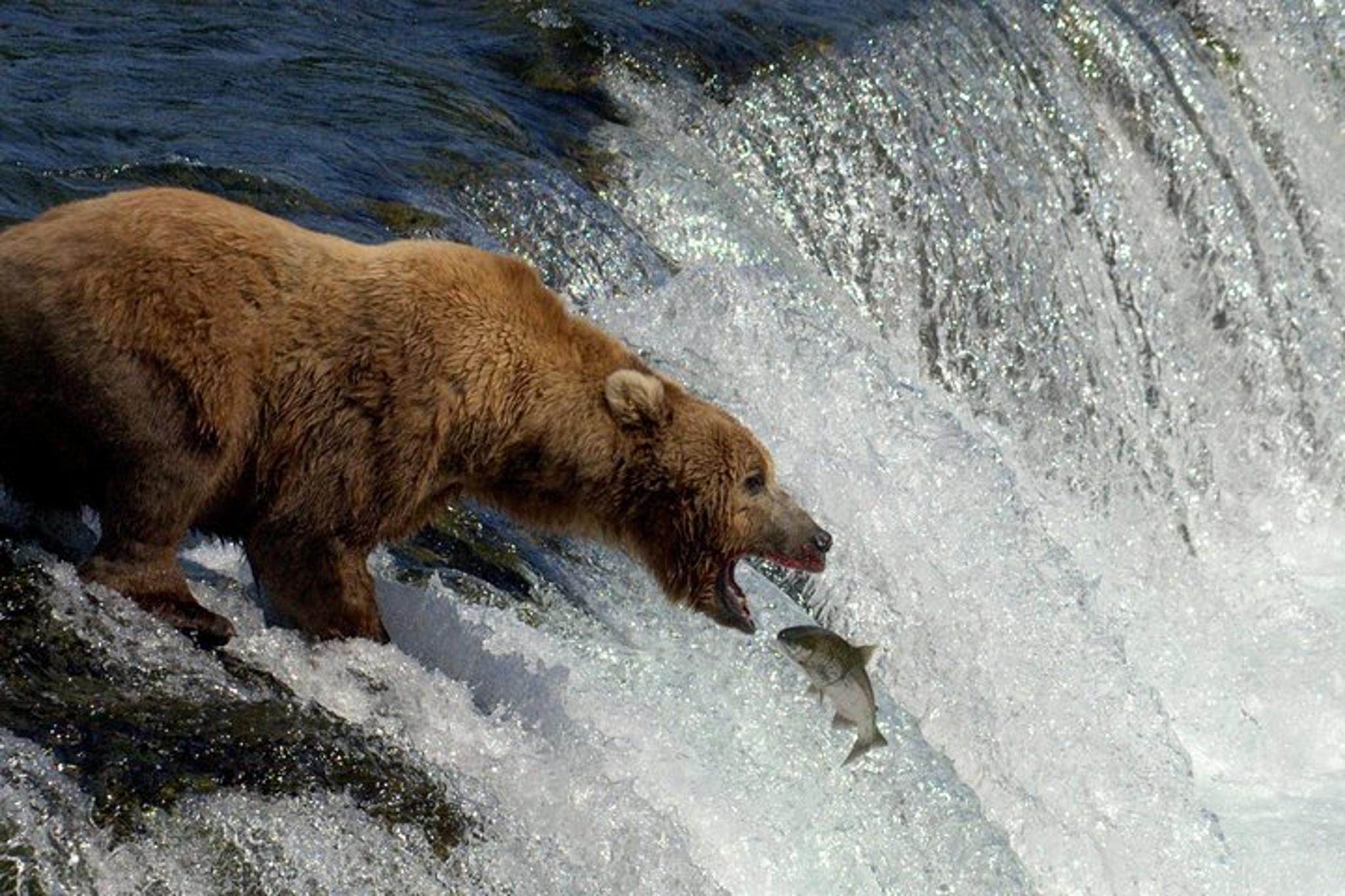 Katmai Bear Viewing Float Plane Tour