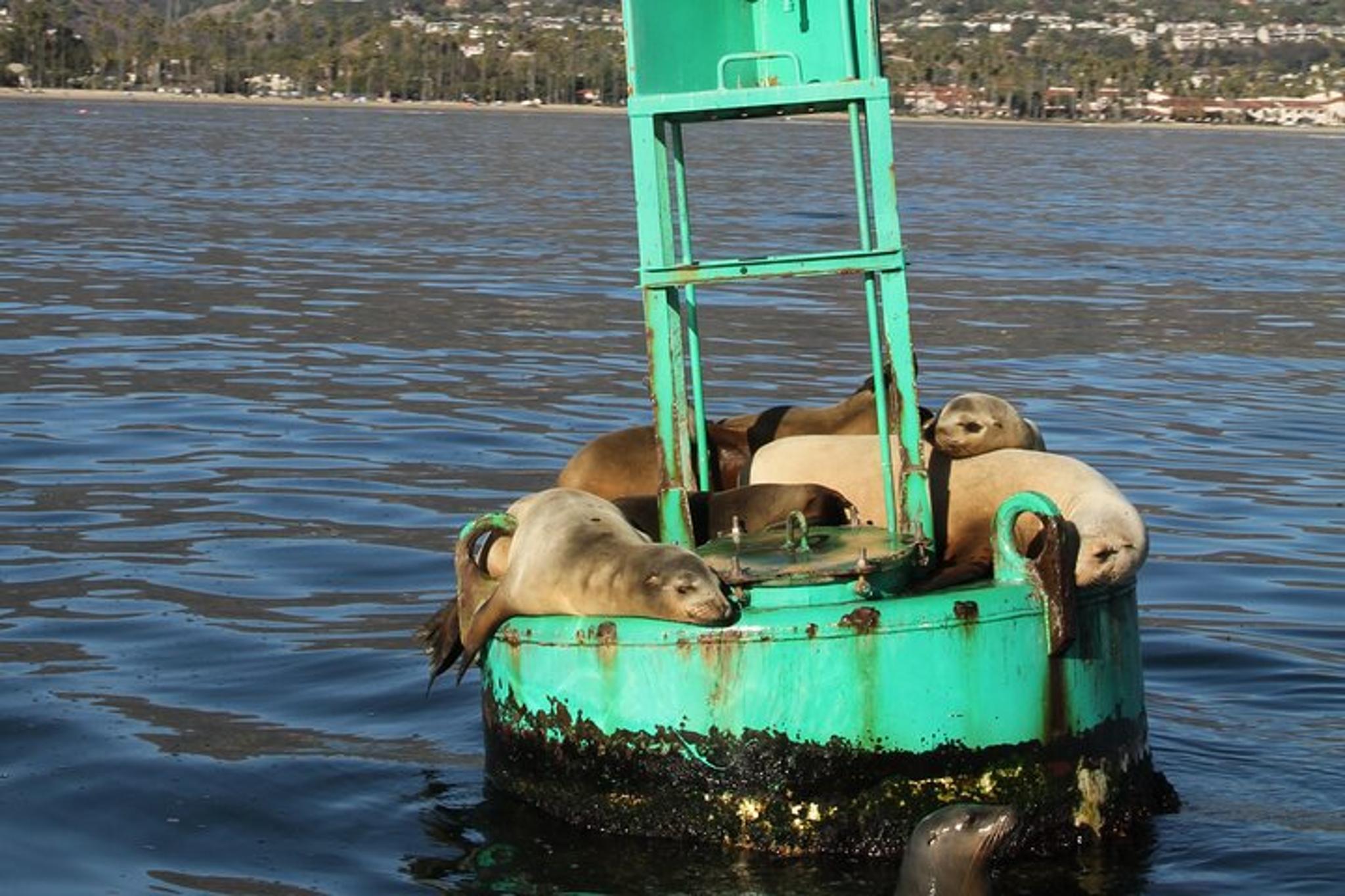 Santa Barbara Whale and Wildlife Yacht Cruise - Image 3