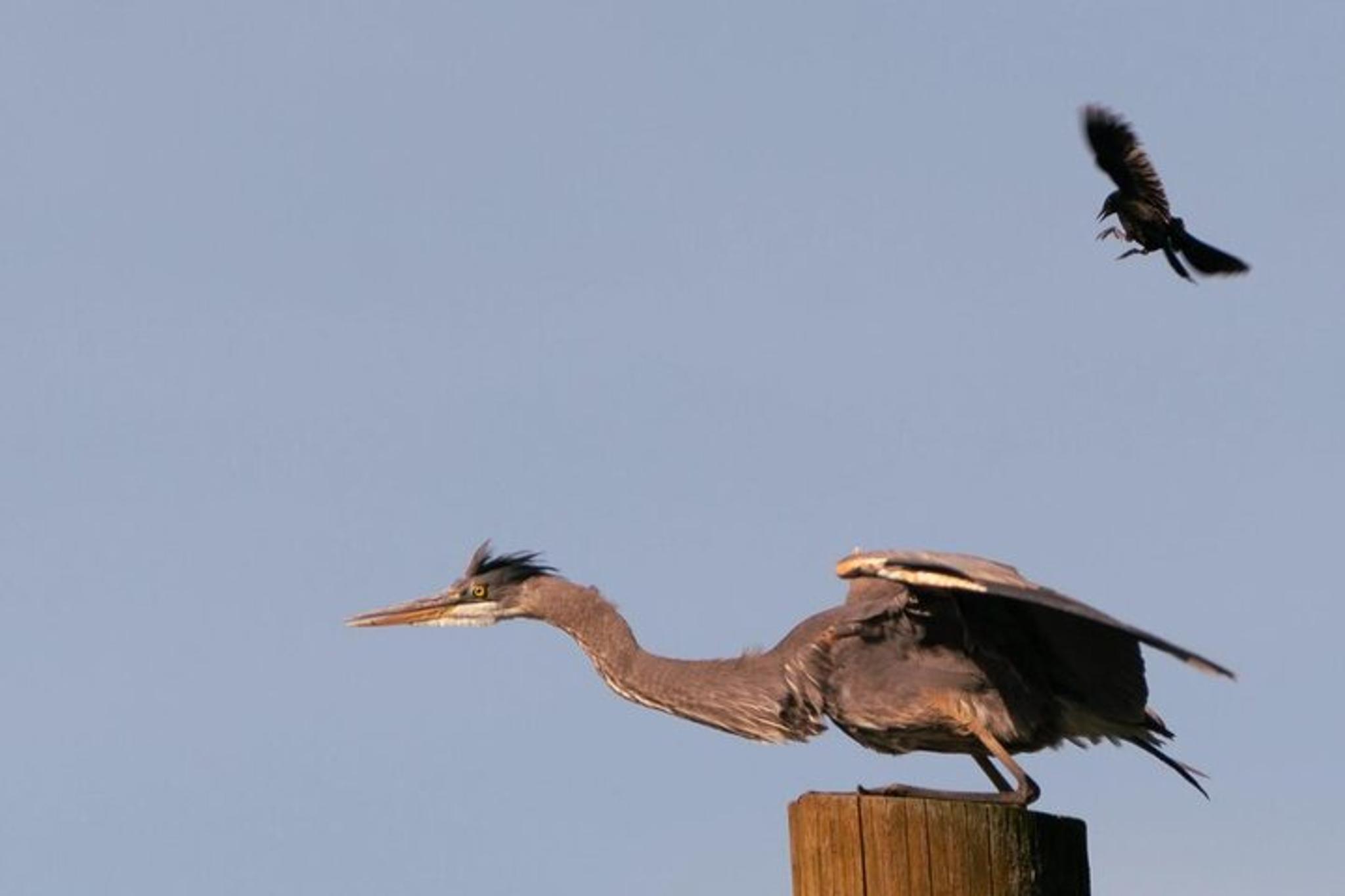 Portland Wildlife and Nature River Cruise 2 hr - Image 5