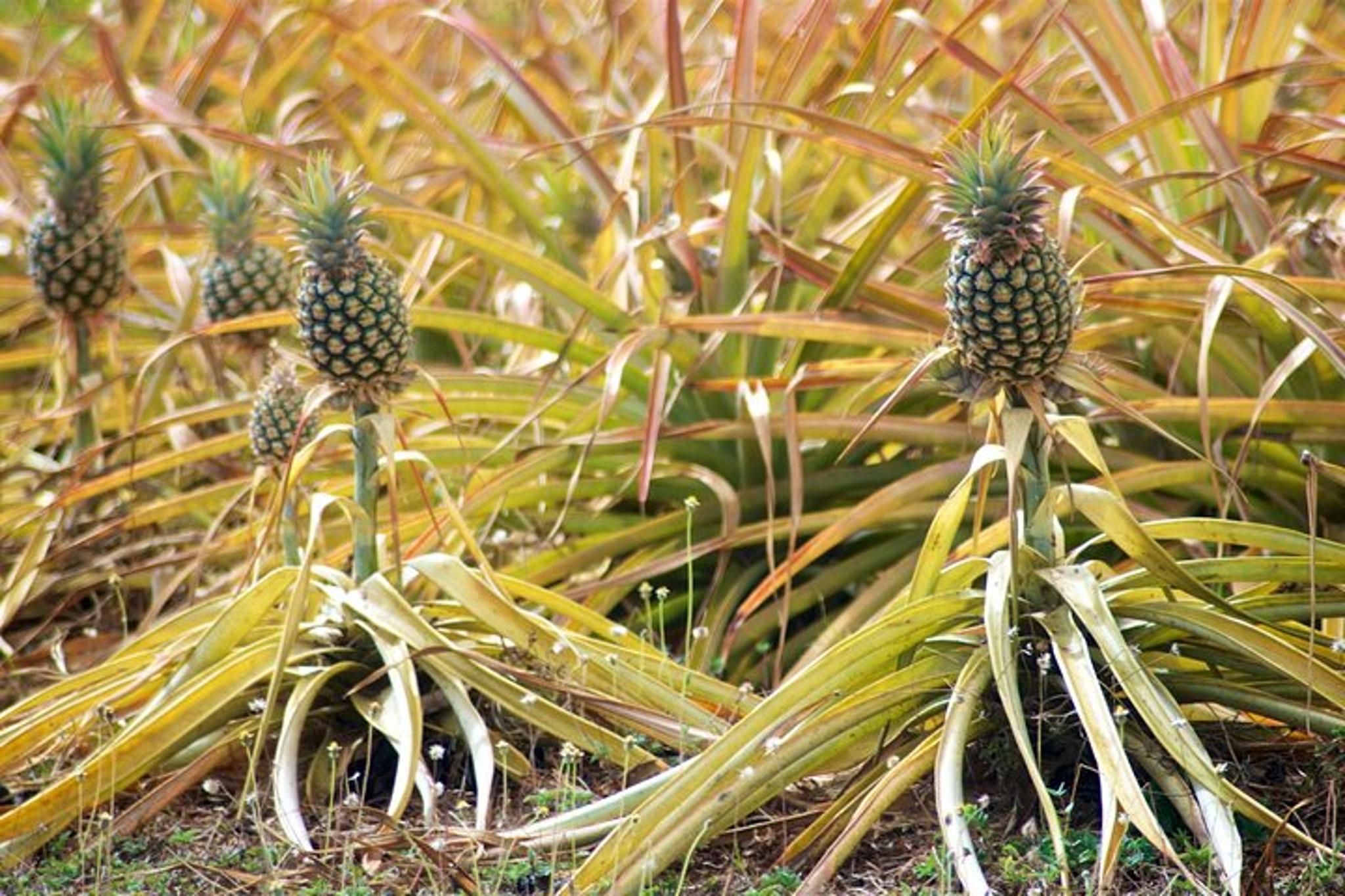 Maui Pineapple Farm Tour in Haliimaile